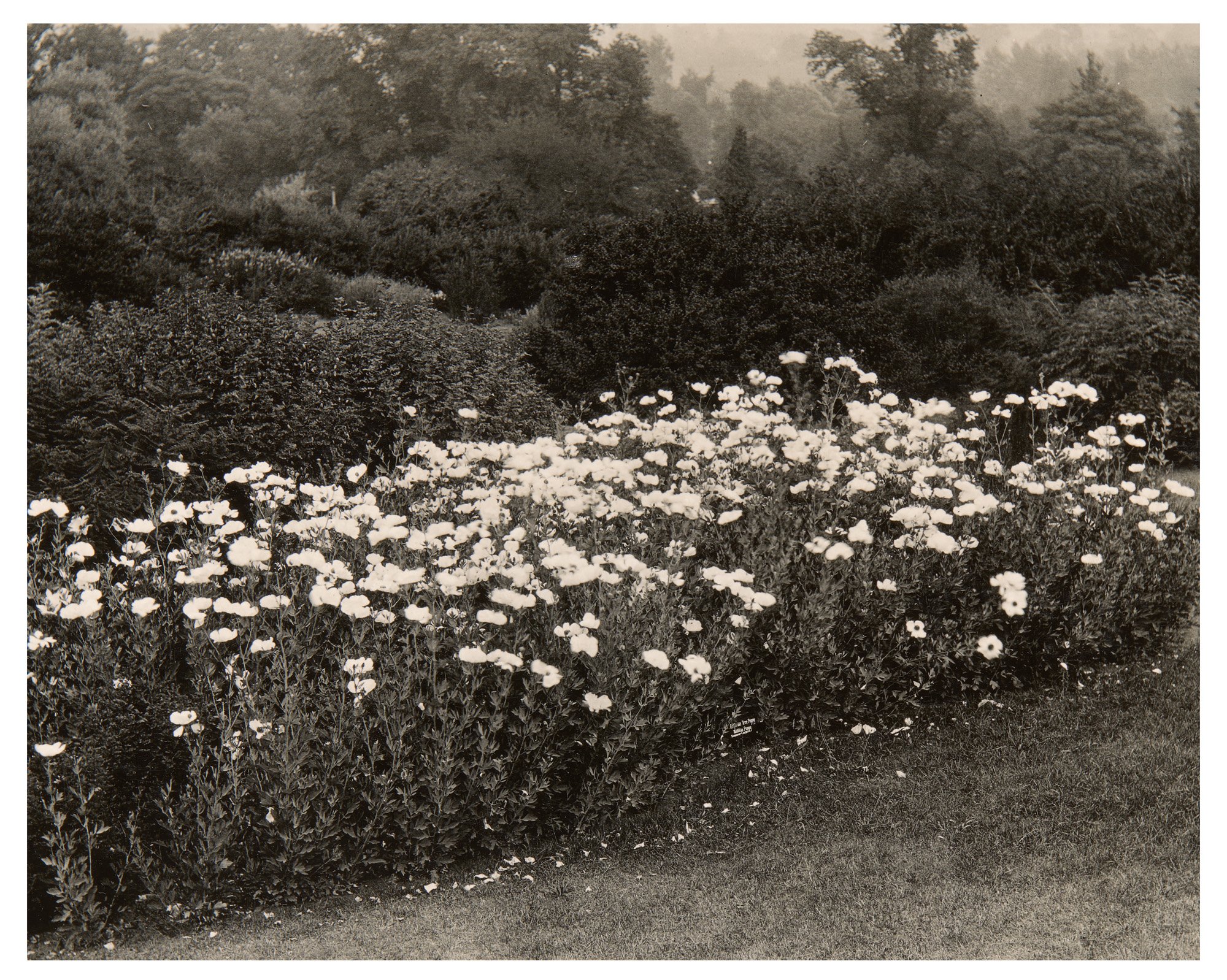 California Tree Poppy Display