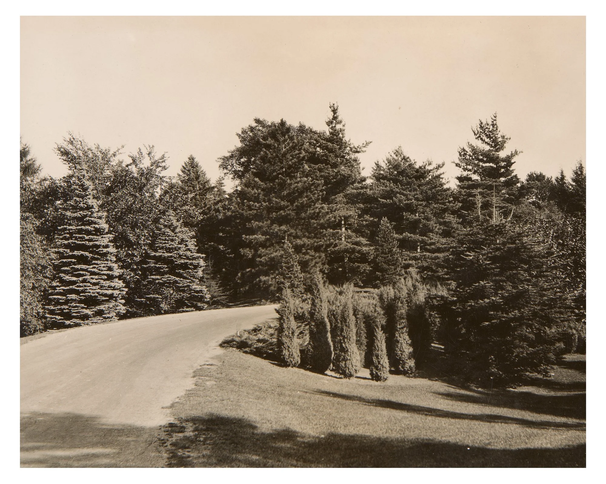 Pinetum
