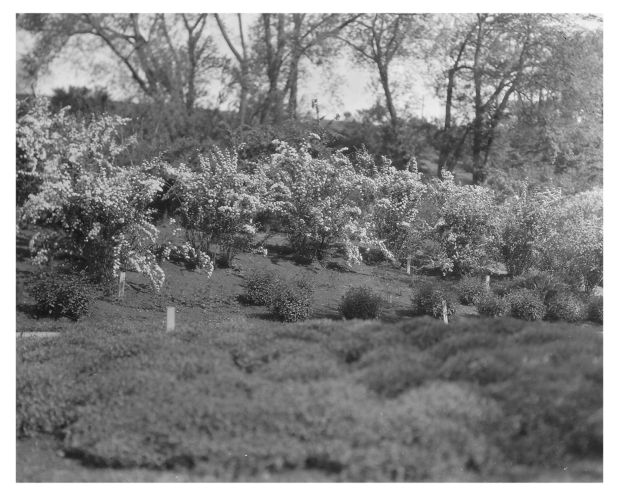 Bridalwreath Spirea Collection