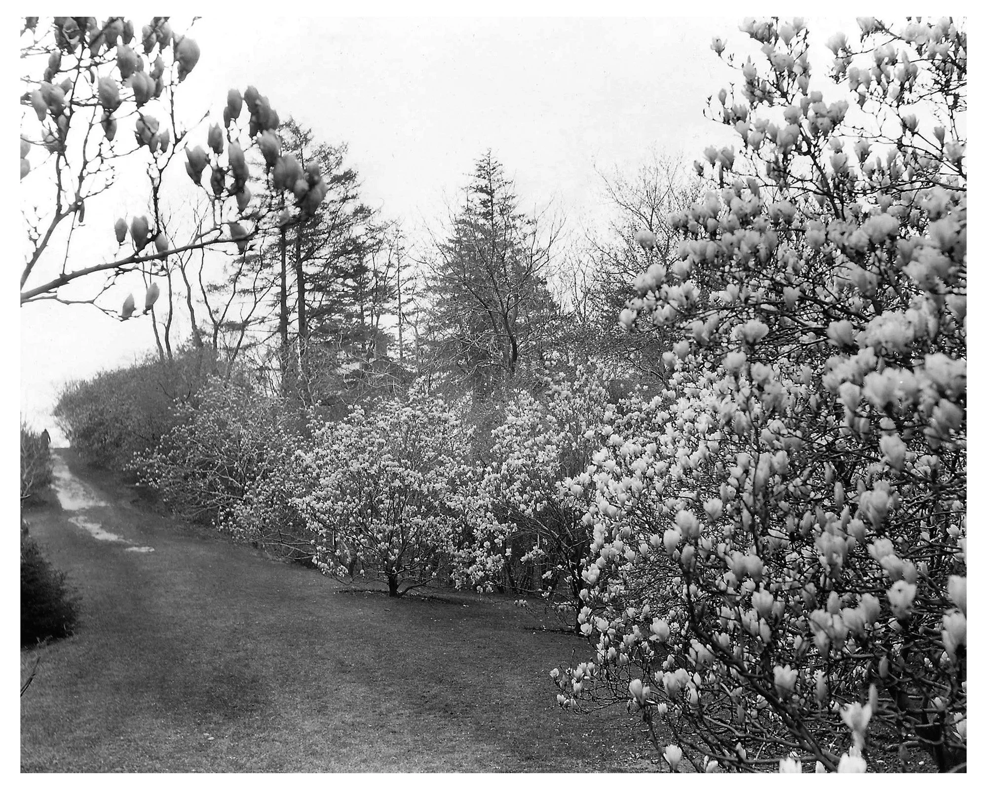 Magnolia Collection