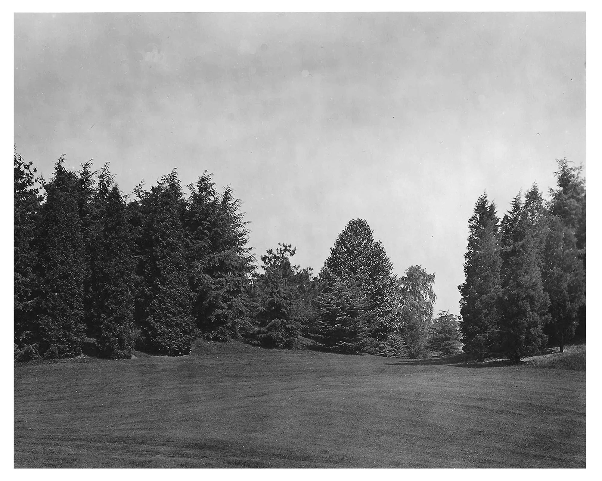 Pinetum Big Meadow