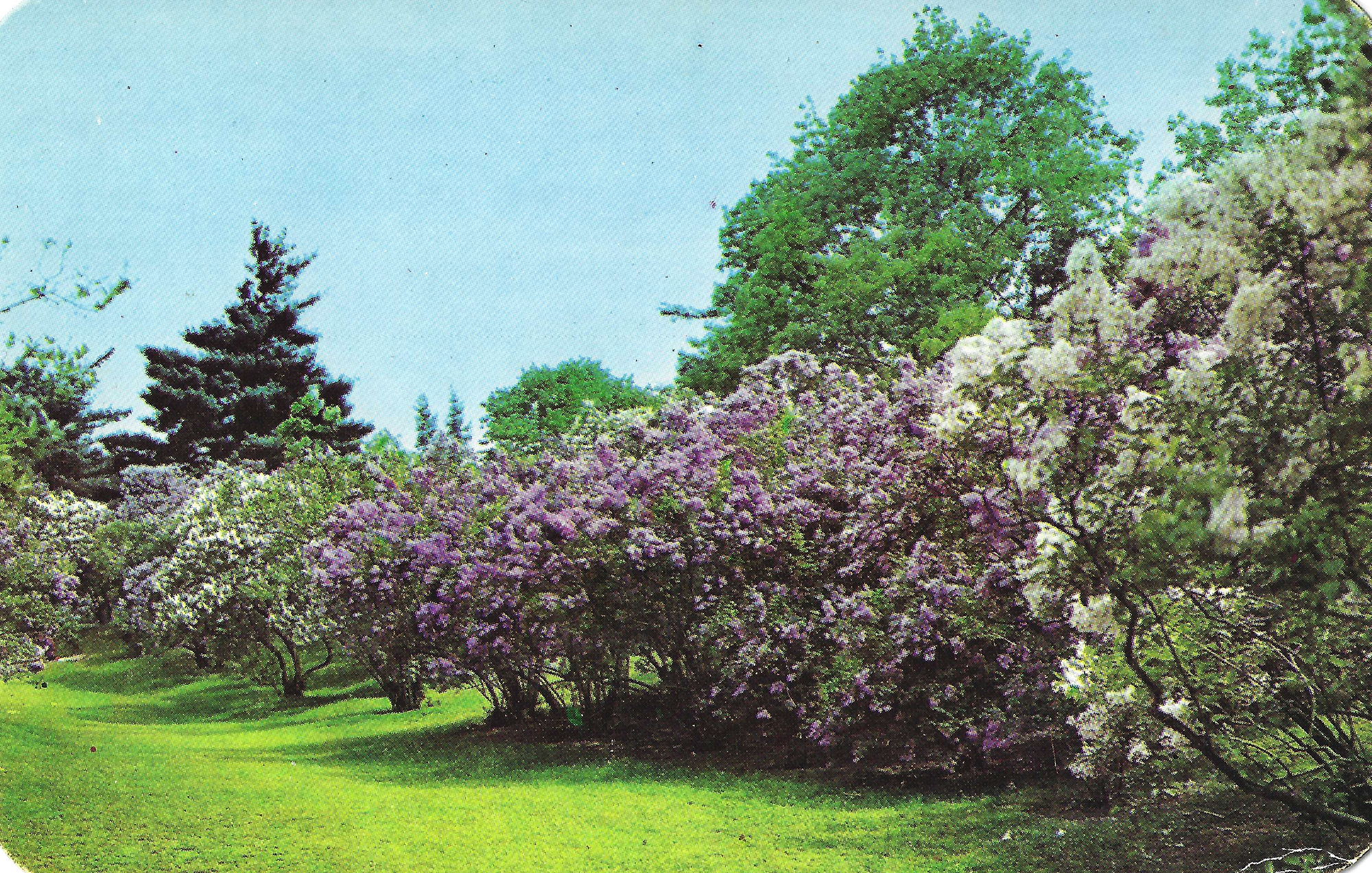Lilac Collection • c. 1950s