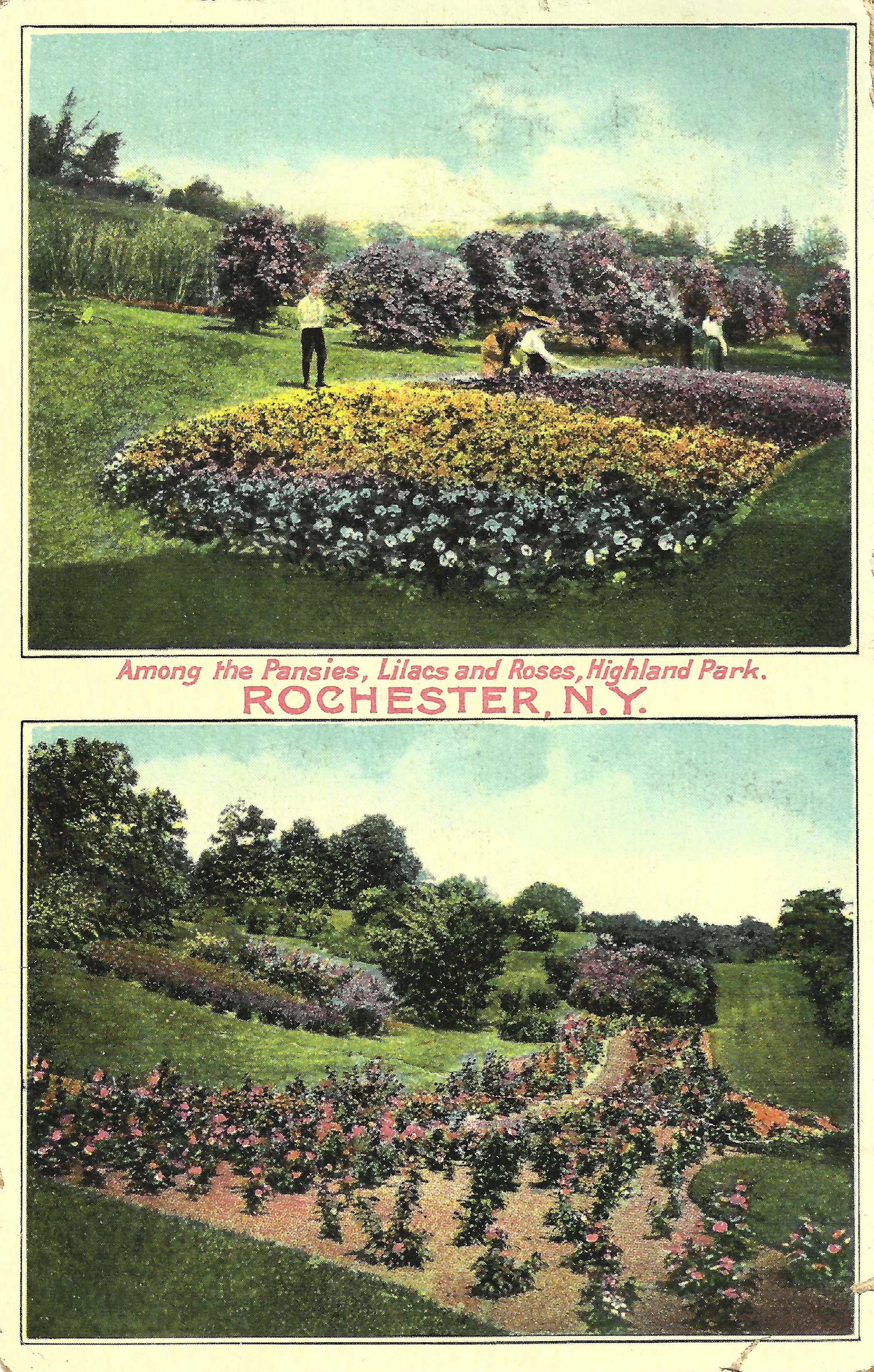 Pansy &amp; Rose Beds • c. 1911