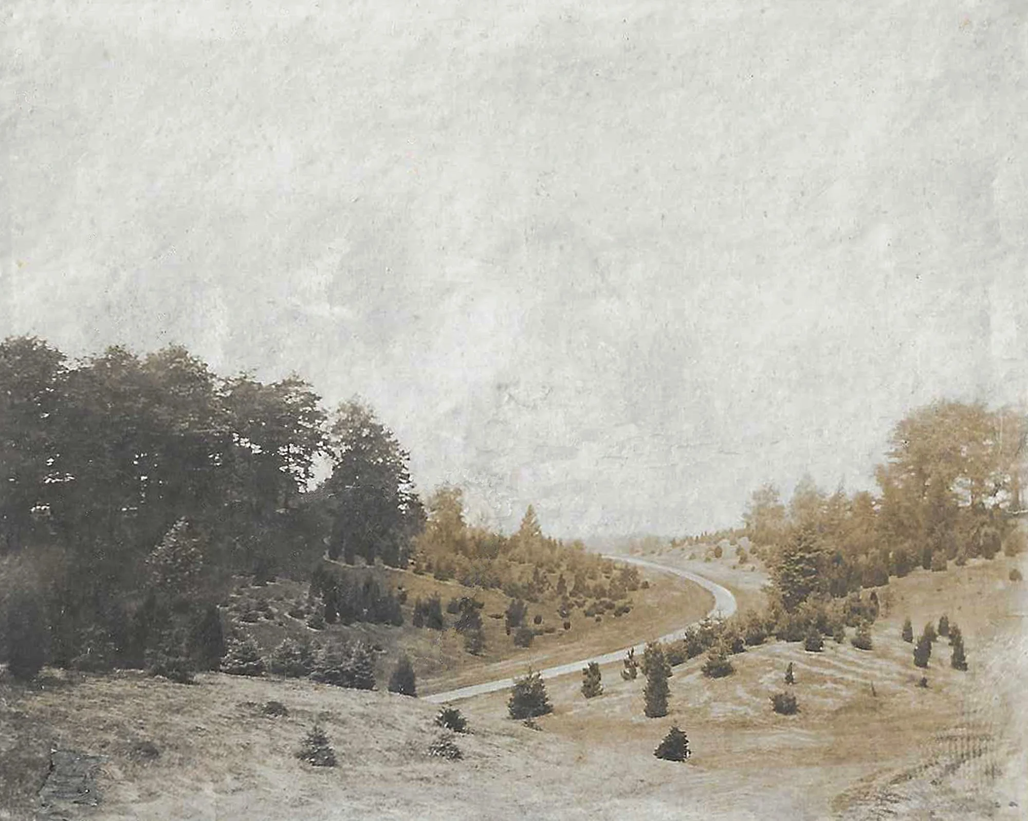 Pinetum