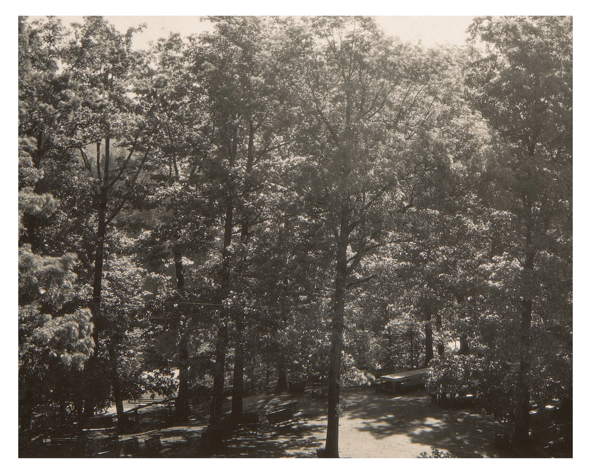 Picnic Grove