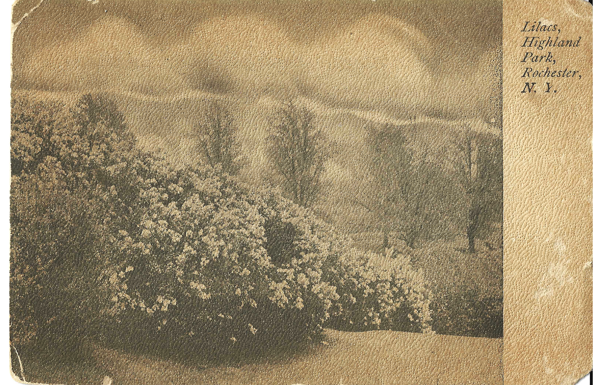 Lilac Collection • c. 1910