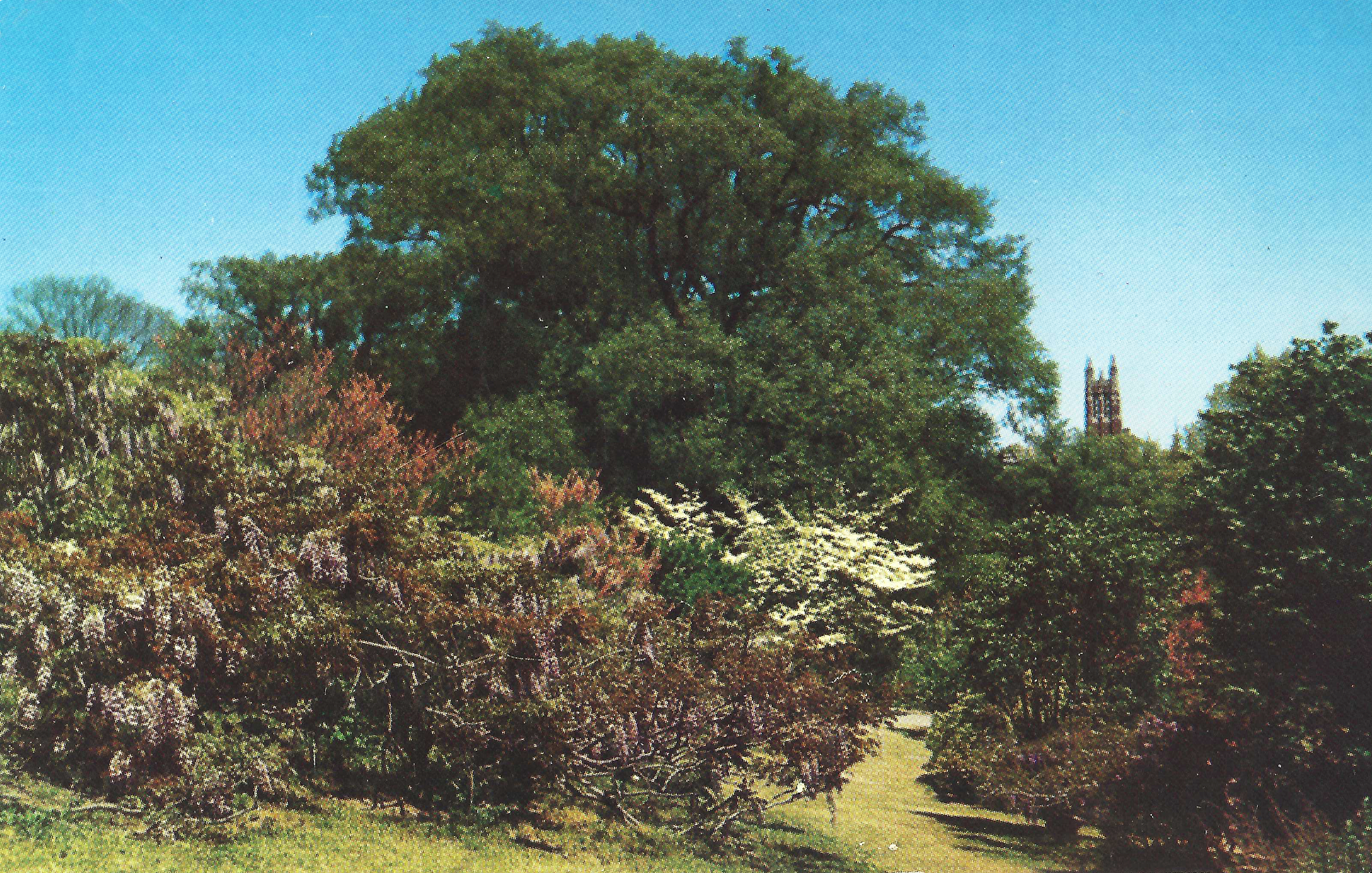 Wisteria • c. 1950s
