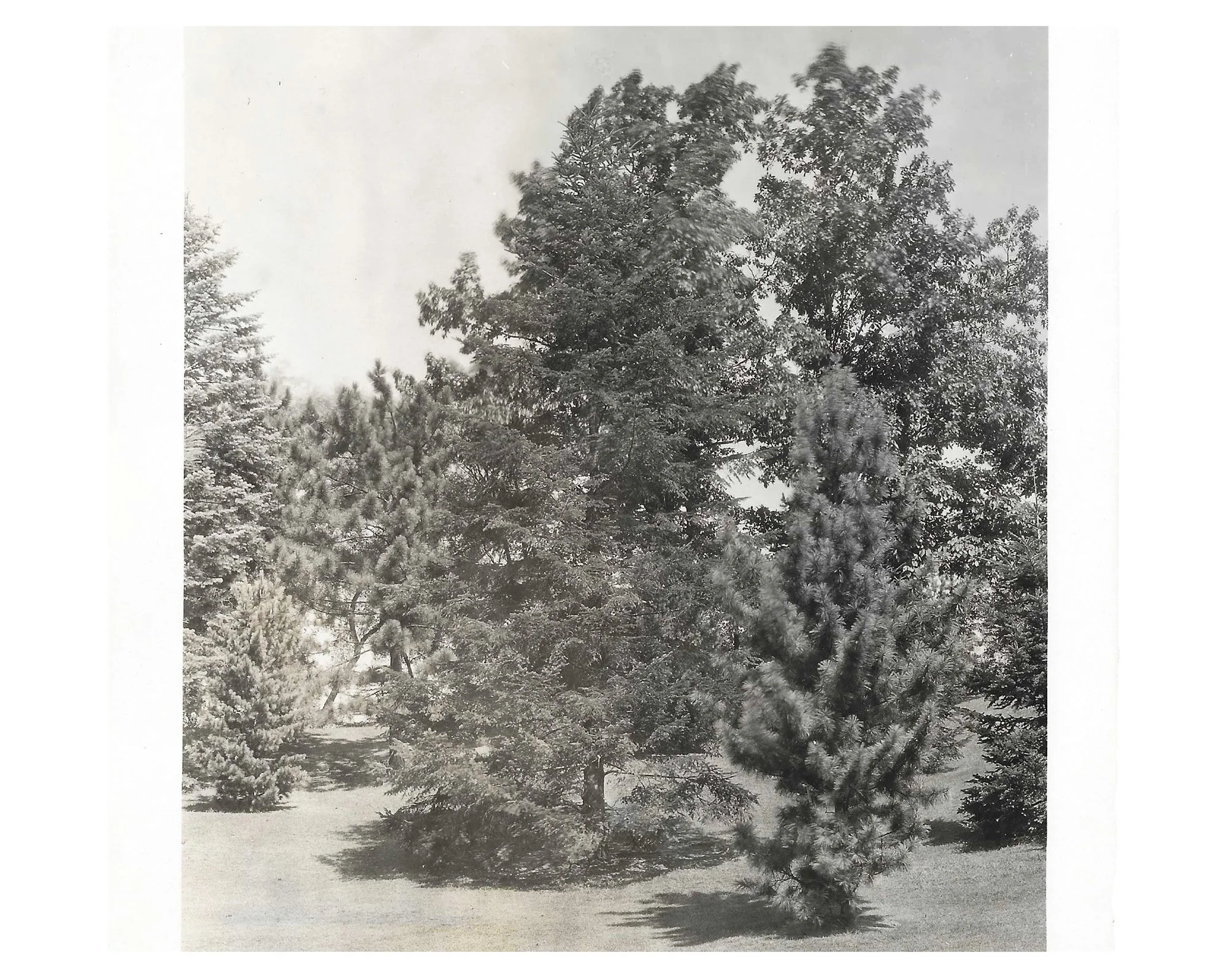 Pinetum