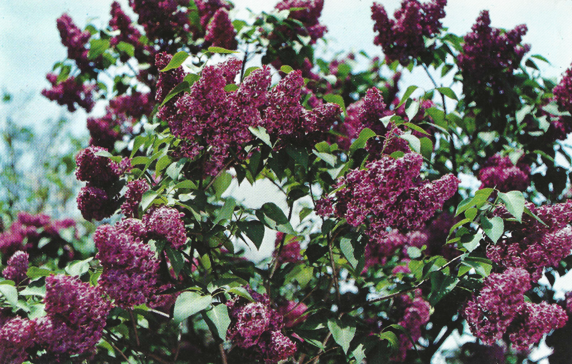 Lilacs • c. 1950s