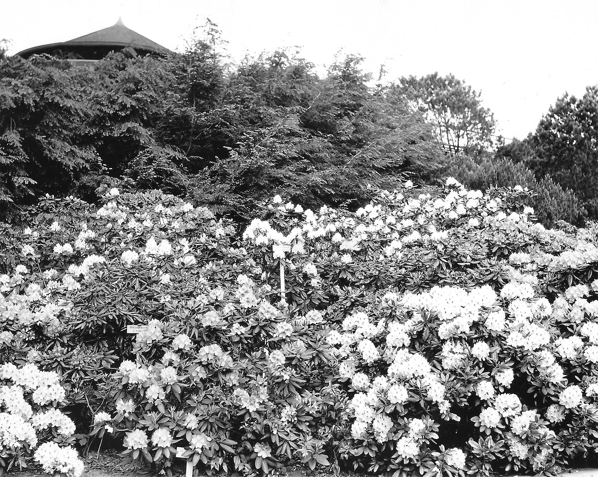 Upper Rhodie Valley