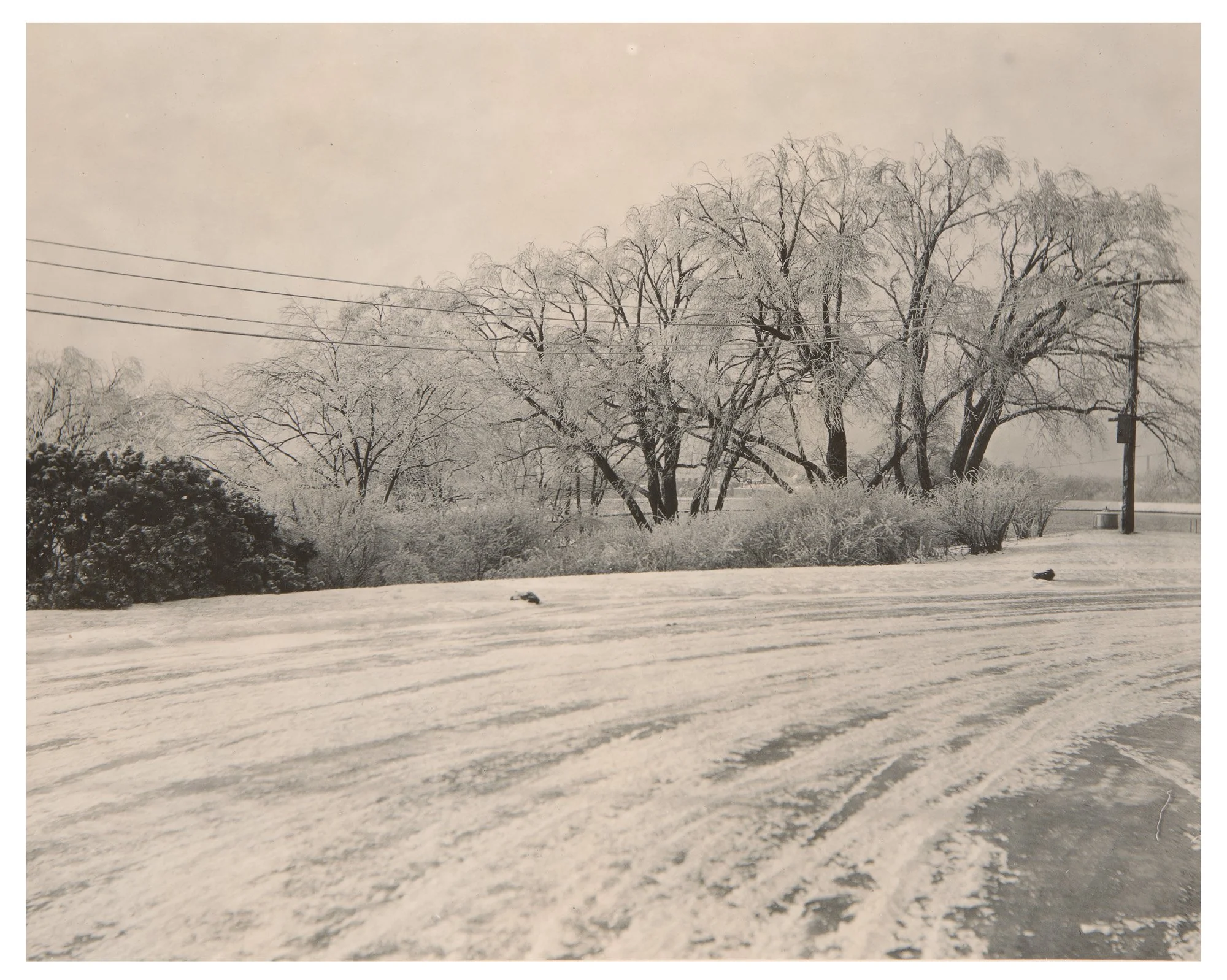 Willow Trees  • Ice Storm