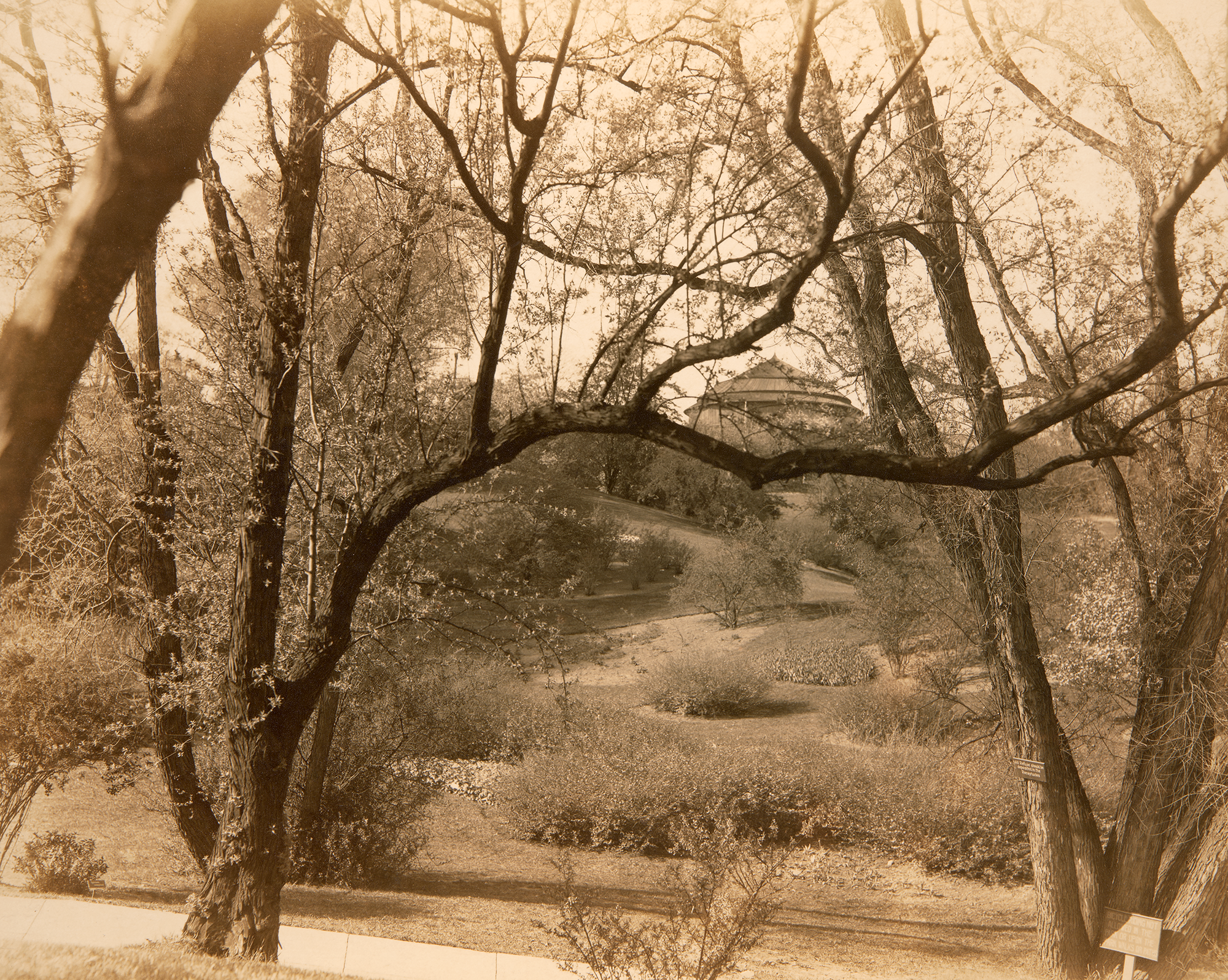 Willow Hollow