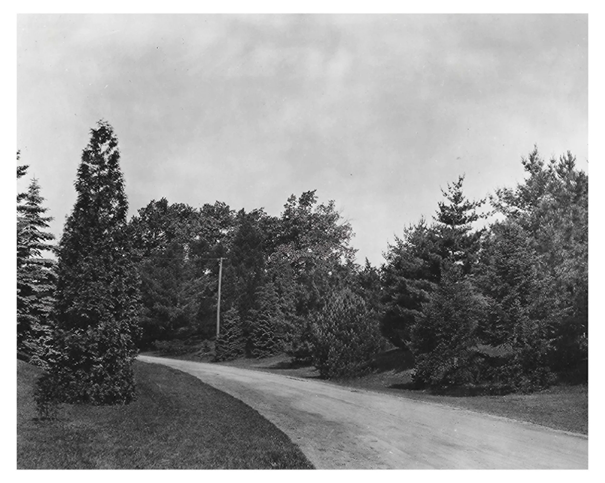 Pinetum