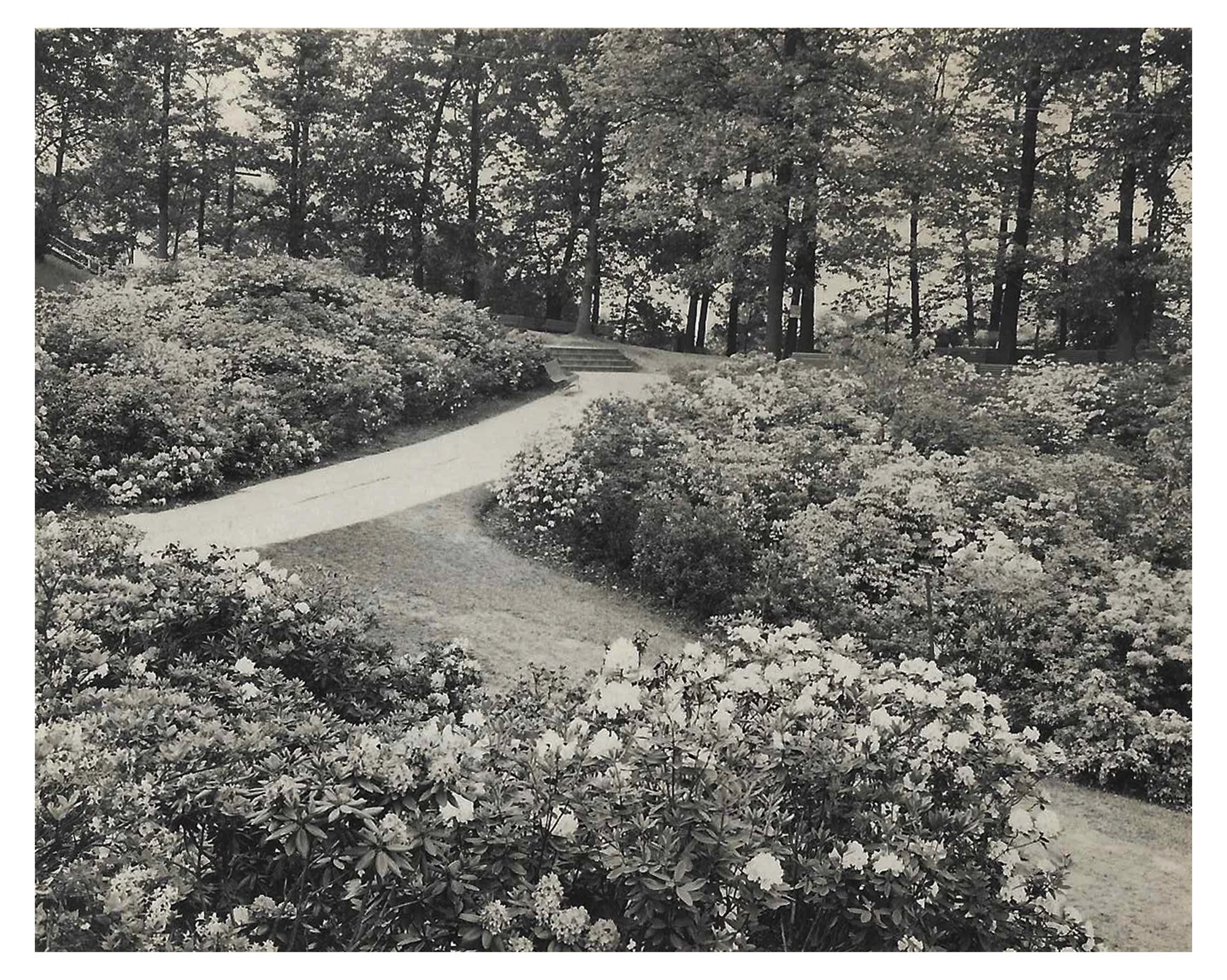 Lower Rhodie Valley