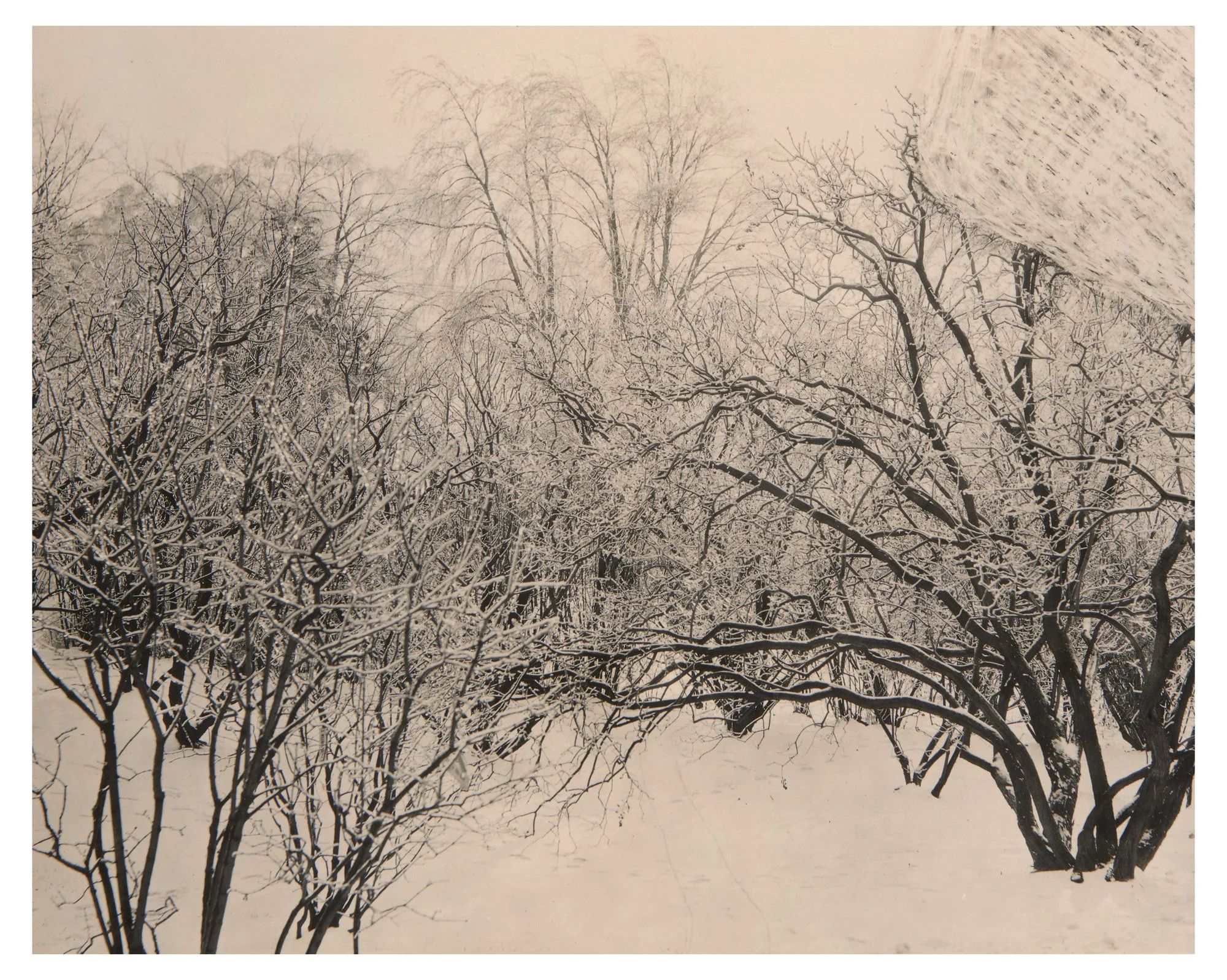 Lilac Collection • Ice Storm