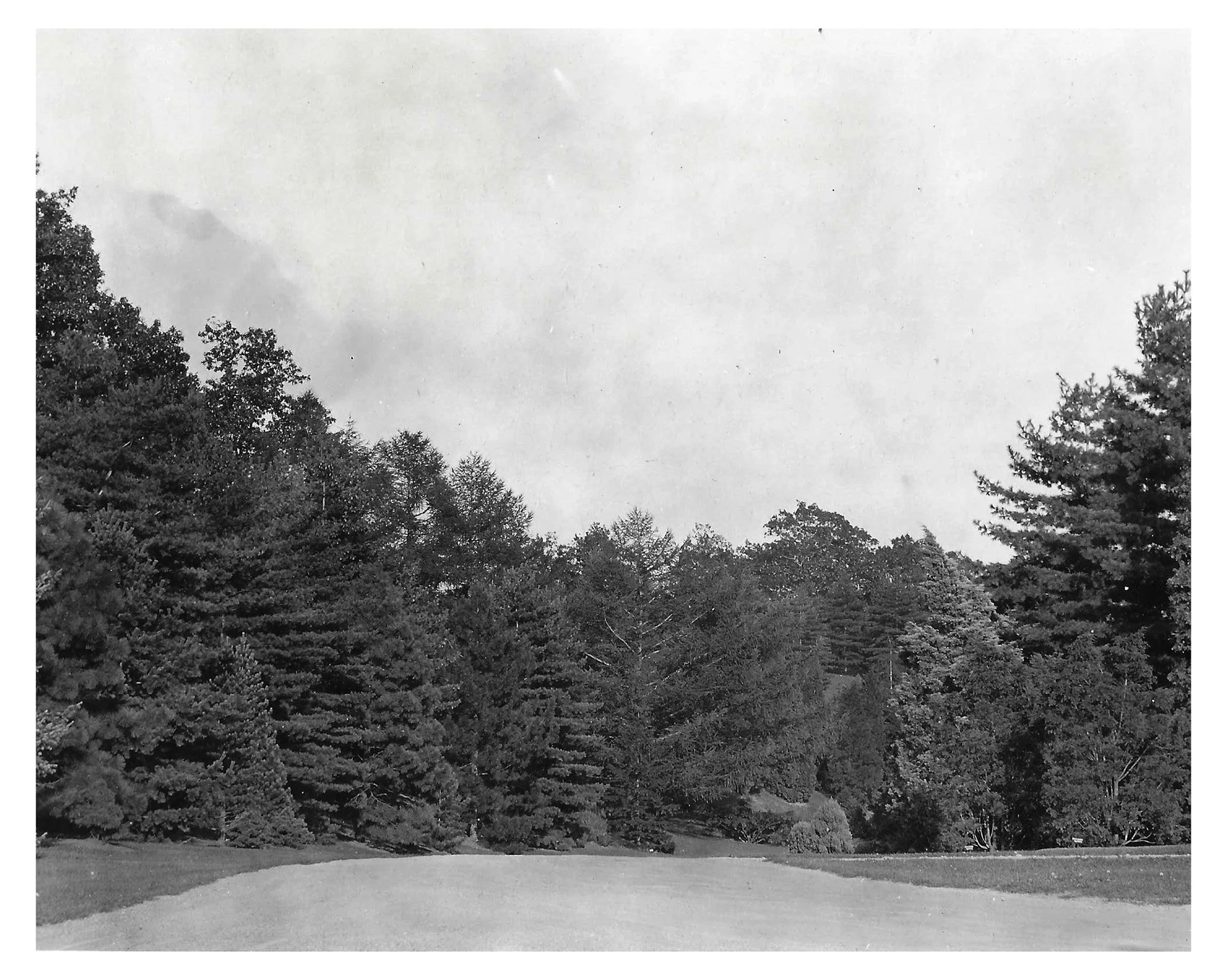 Pinetum