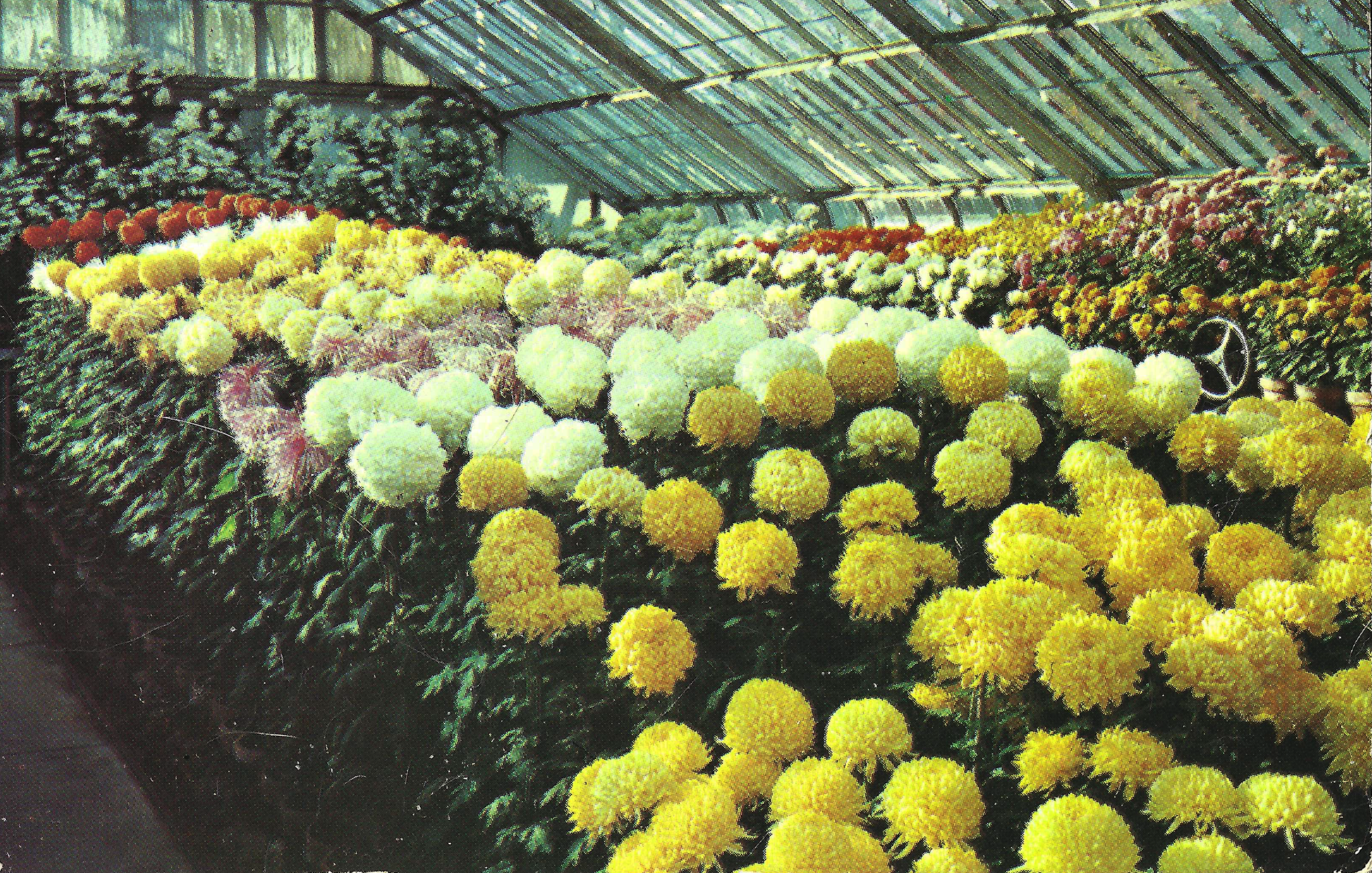 Lamberton Fall Show • 1957