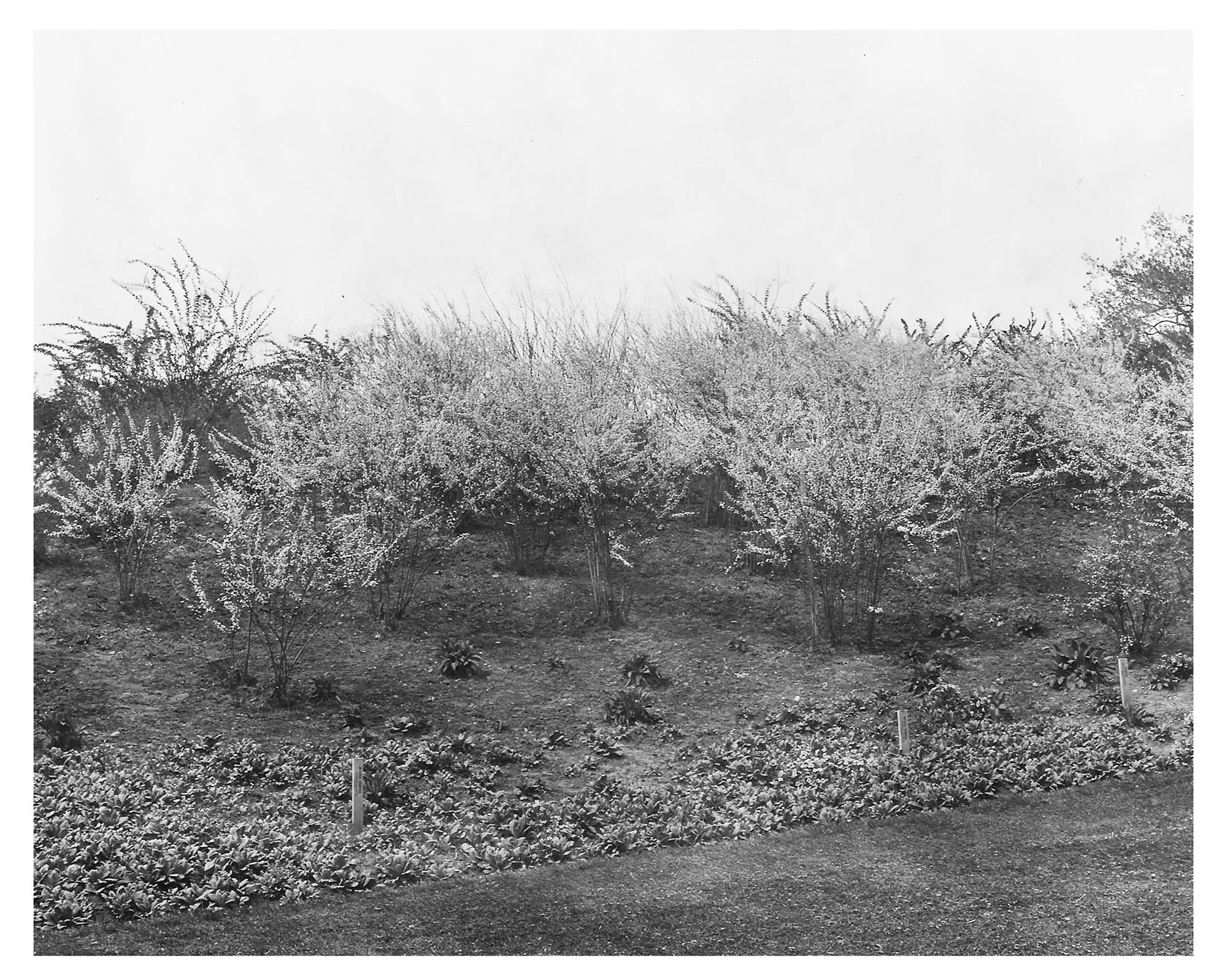 Bridalwreath Spirea Collection