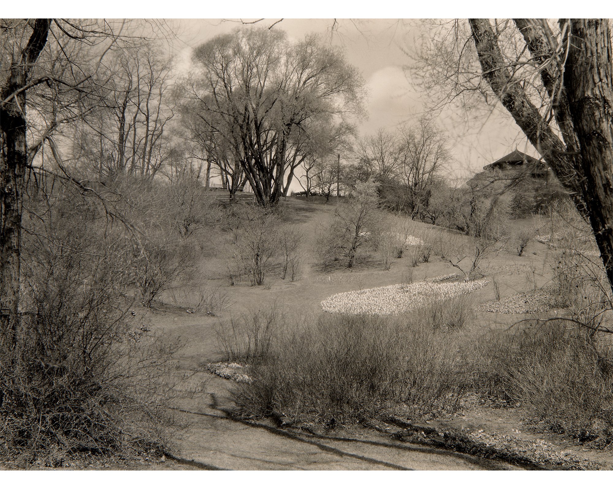 Willow Hollow