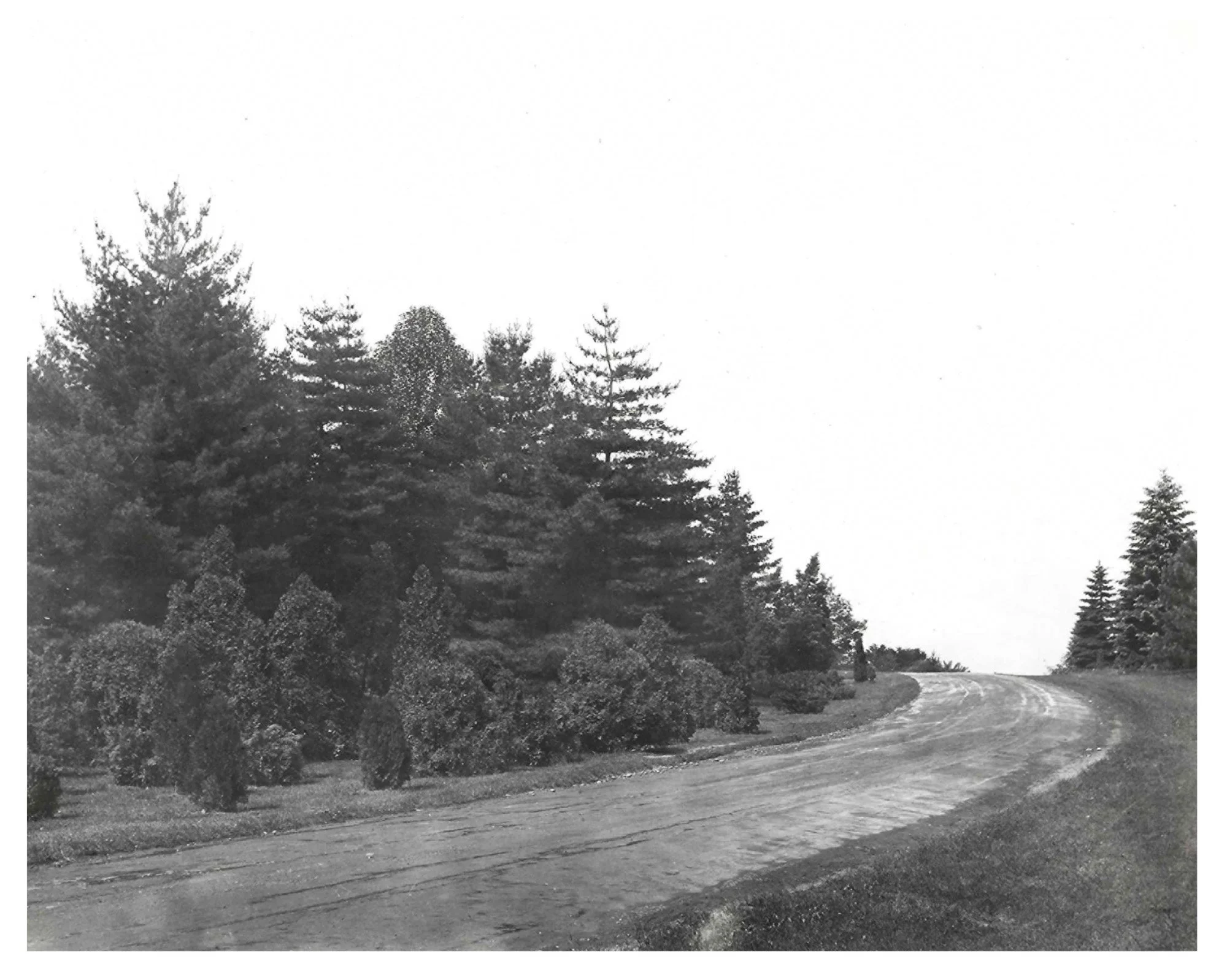 Pinetum