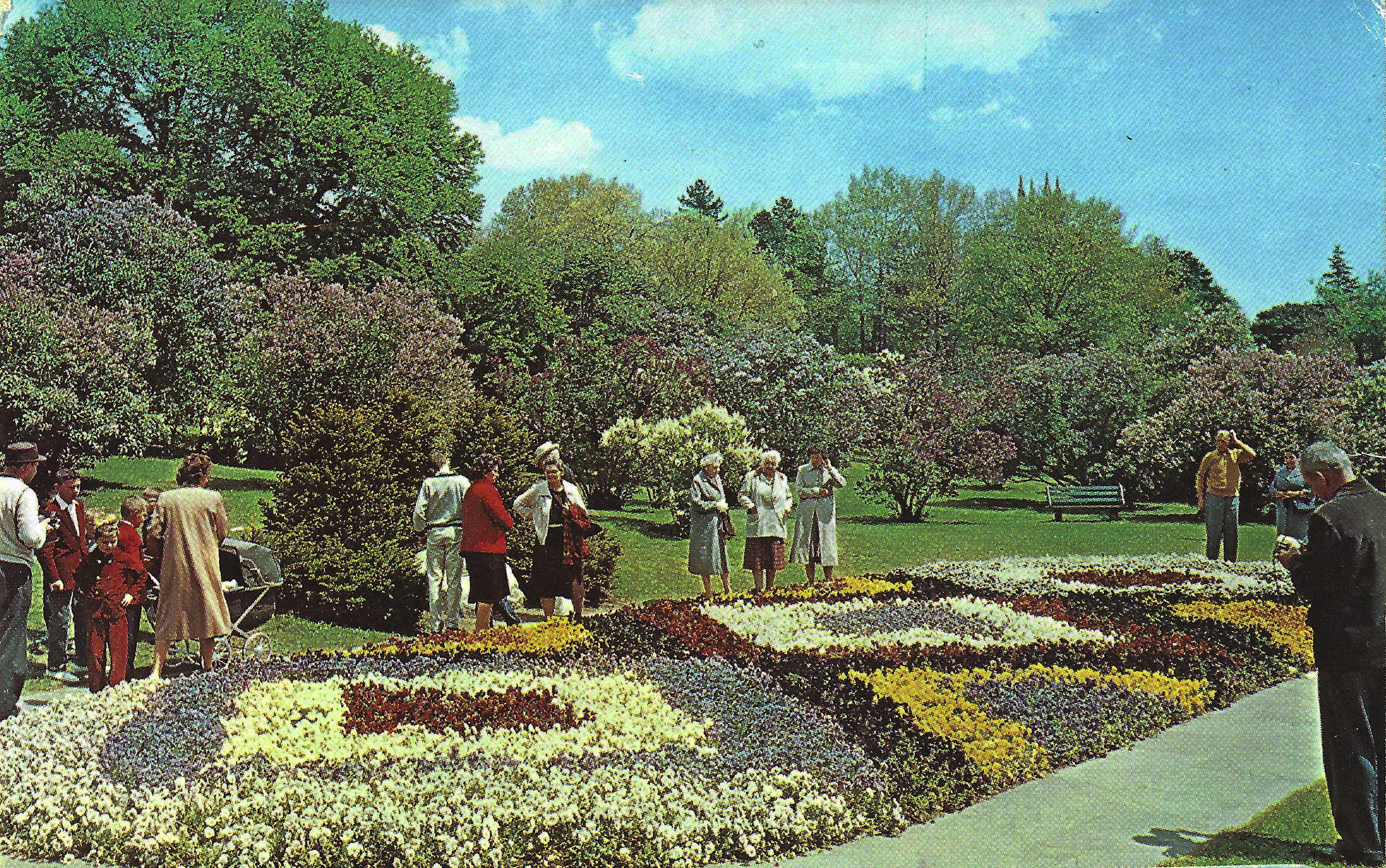 Pansy Bed • c. 1962
