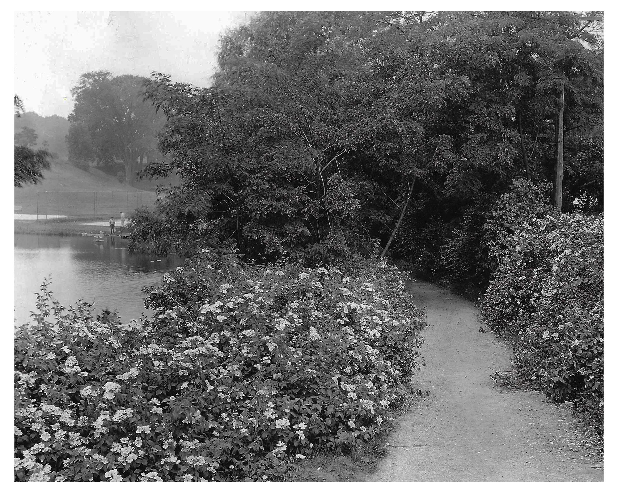 Warner Tract • Lily Pond