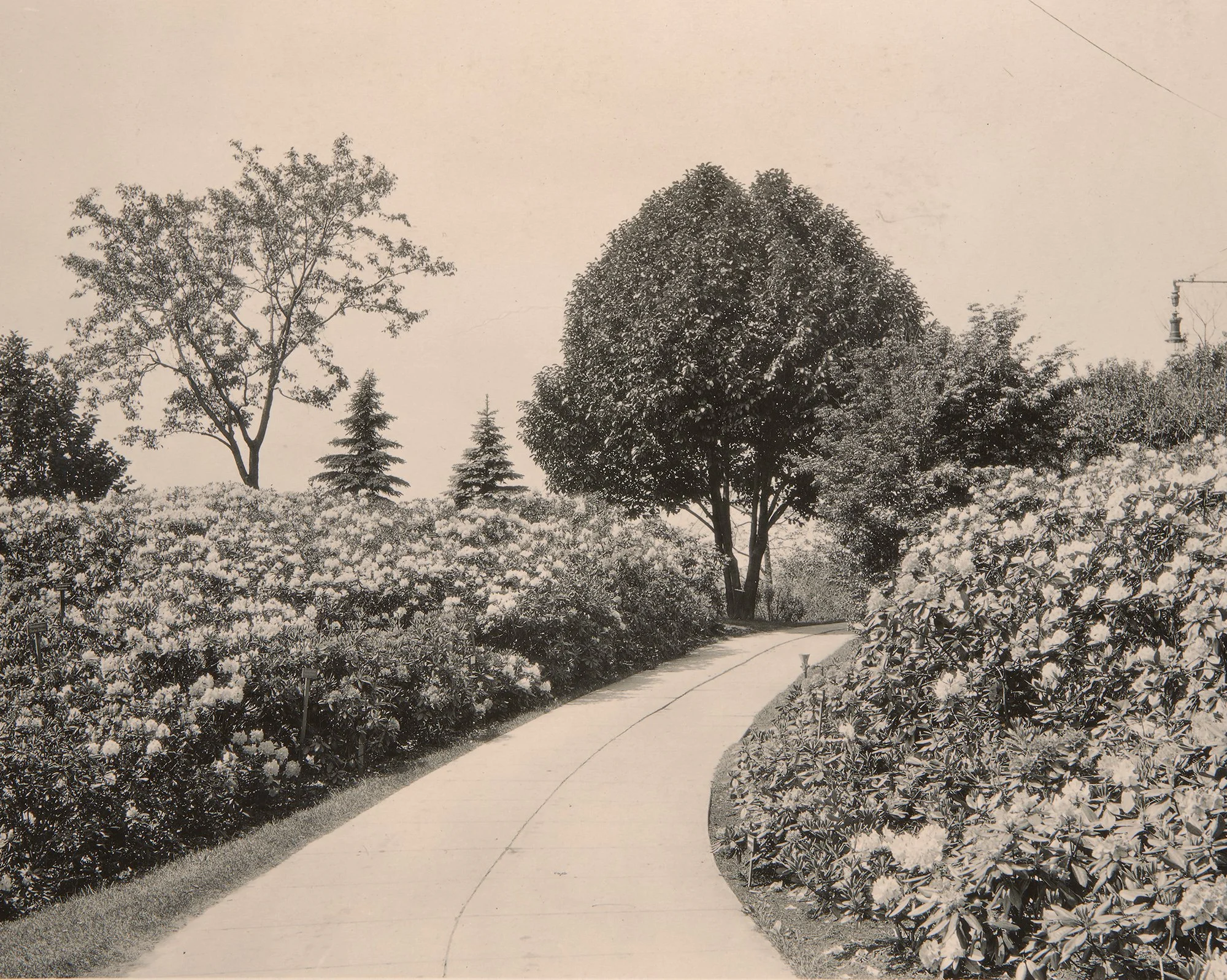 Kobus Magnolia