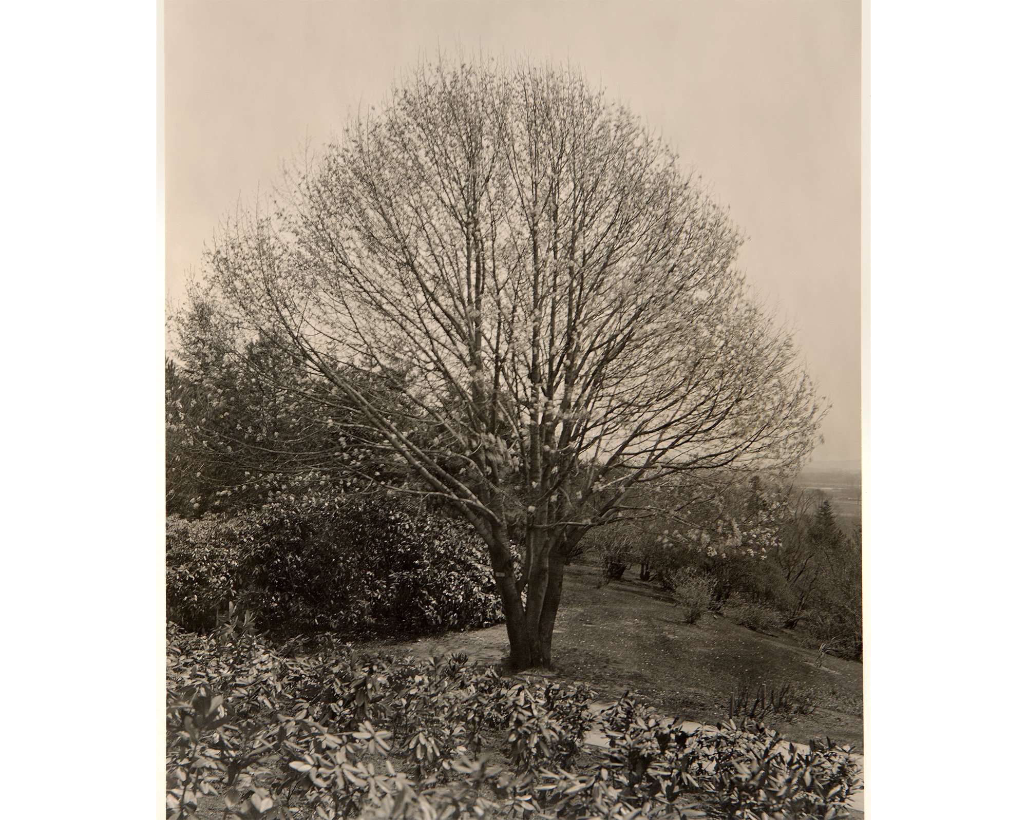 Kobus Magnolia