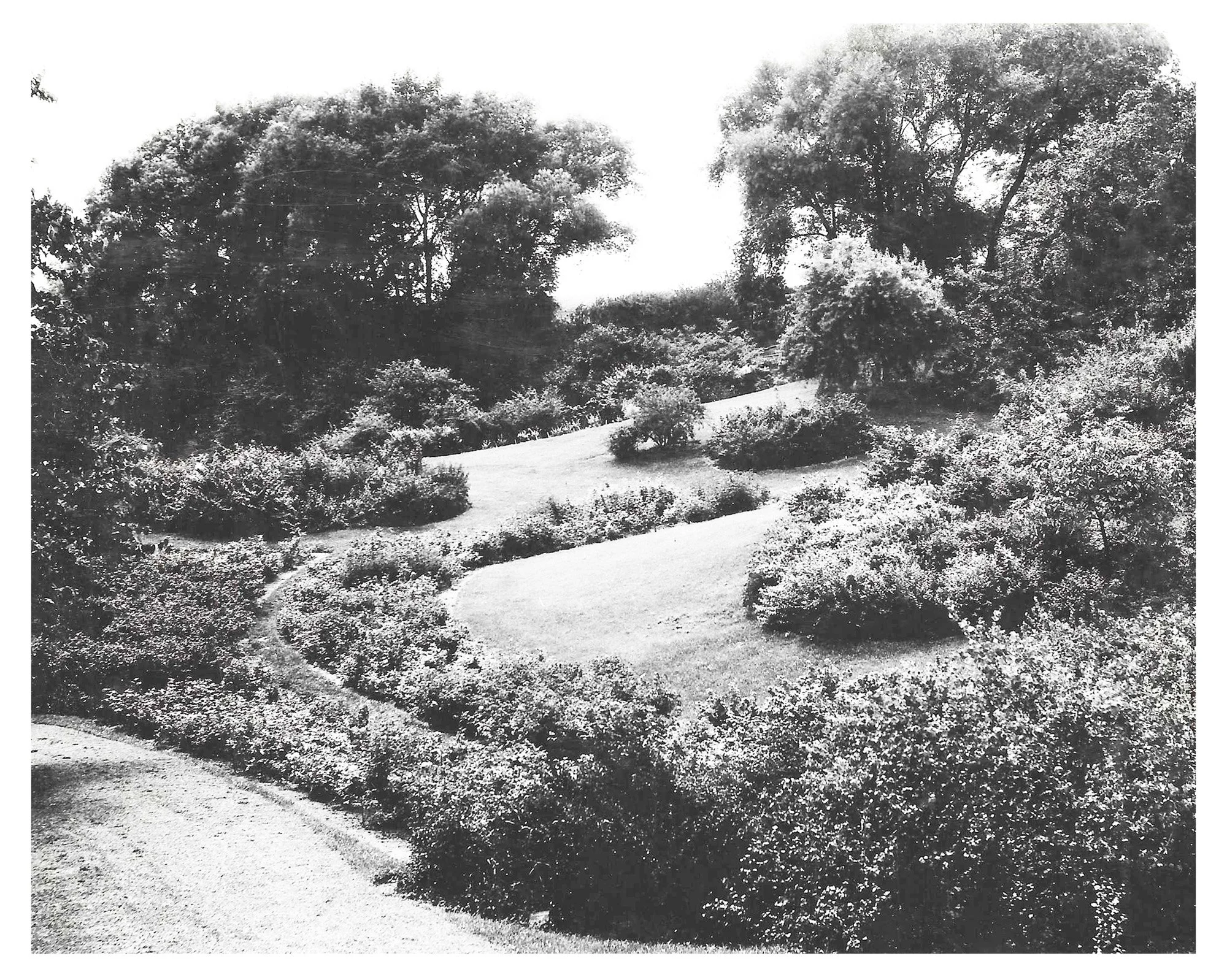 Roses &amp; Mockorange Shrubs