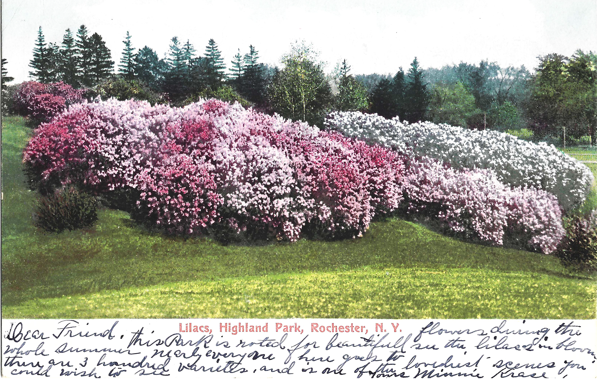 Lilac Collection • c. 1909