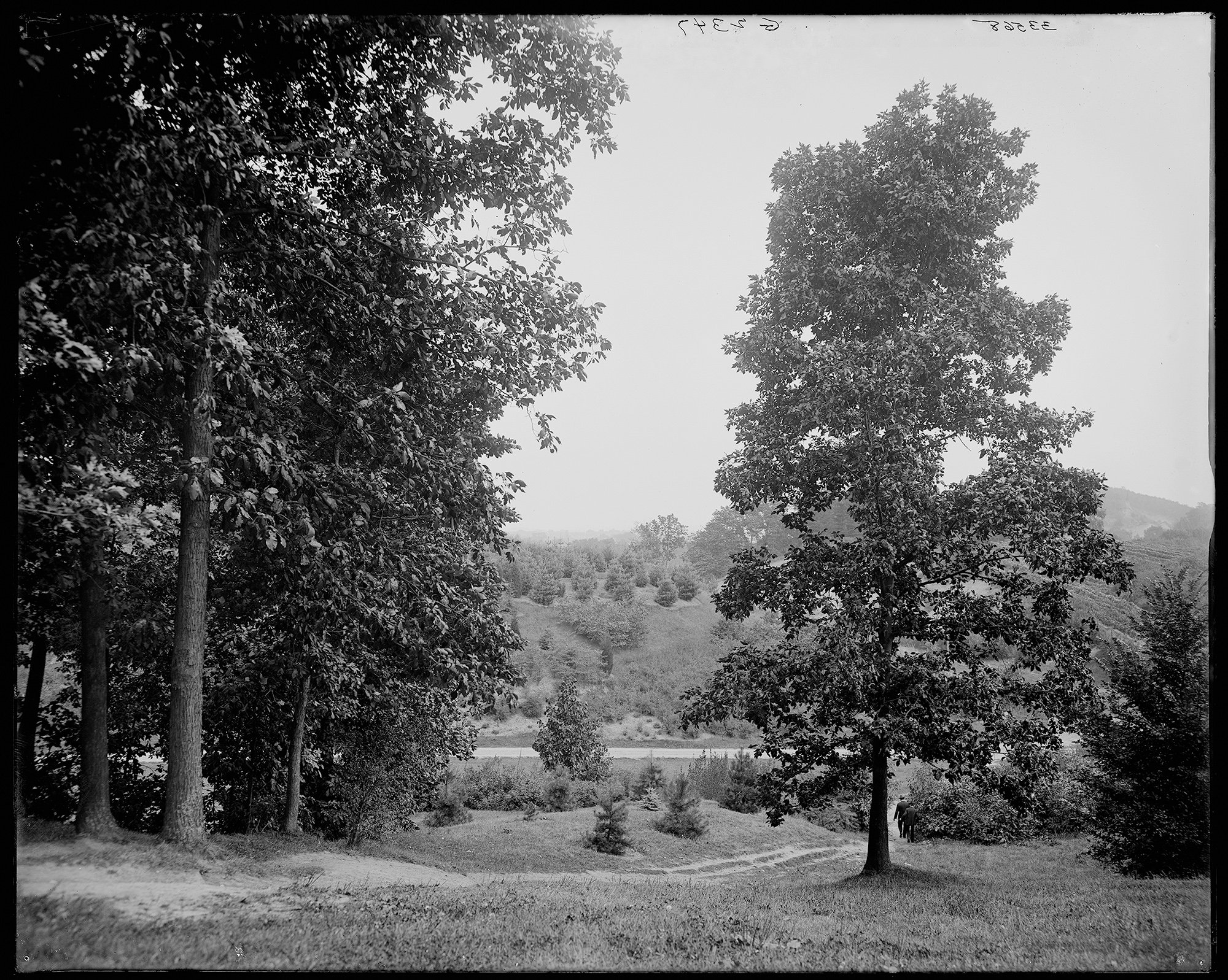 Pinetum