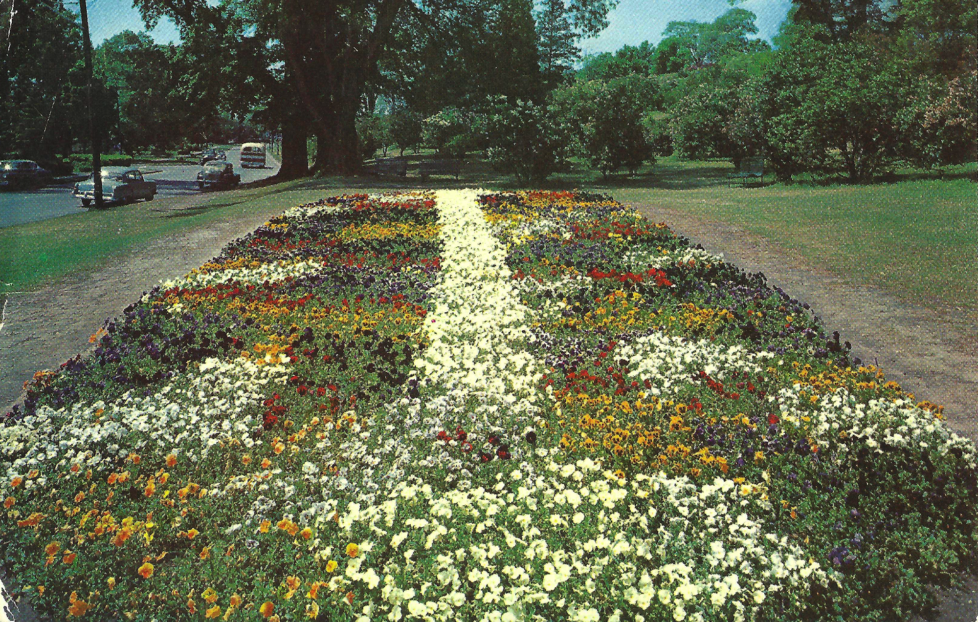Pansy Bed • c. 1957