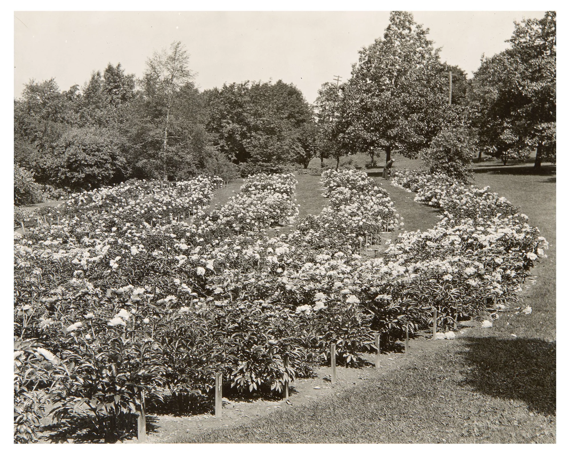 Peony Collection