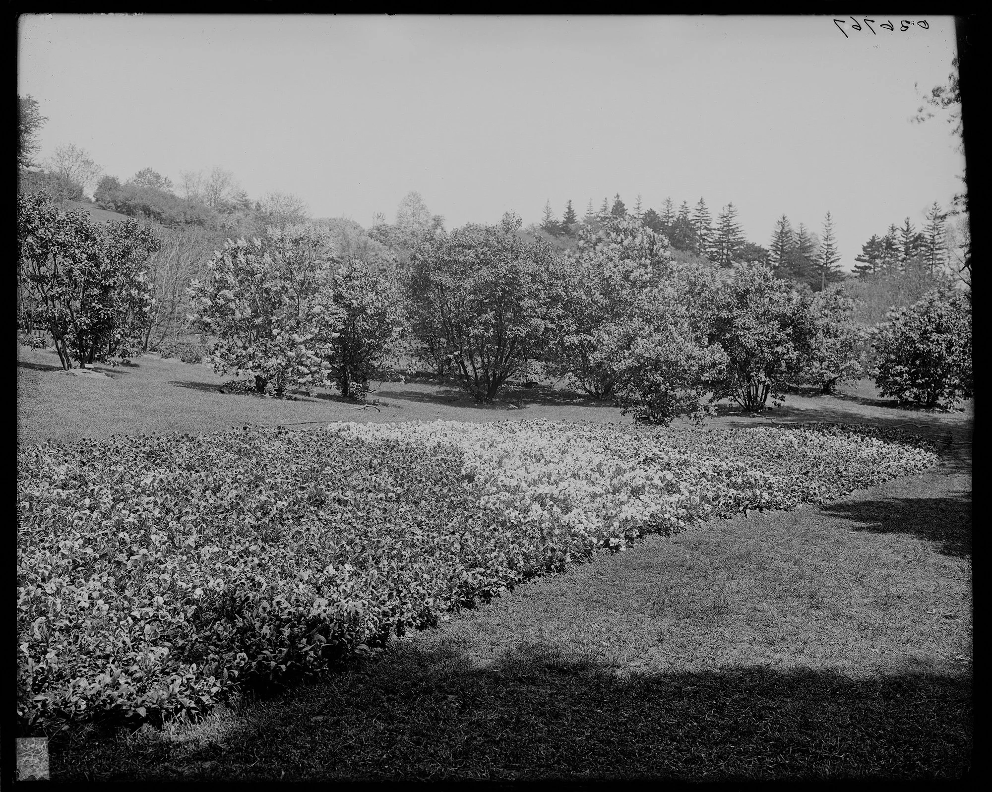 Pansy Bed • Lilacs