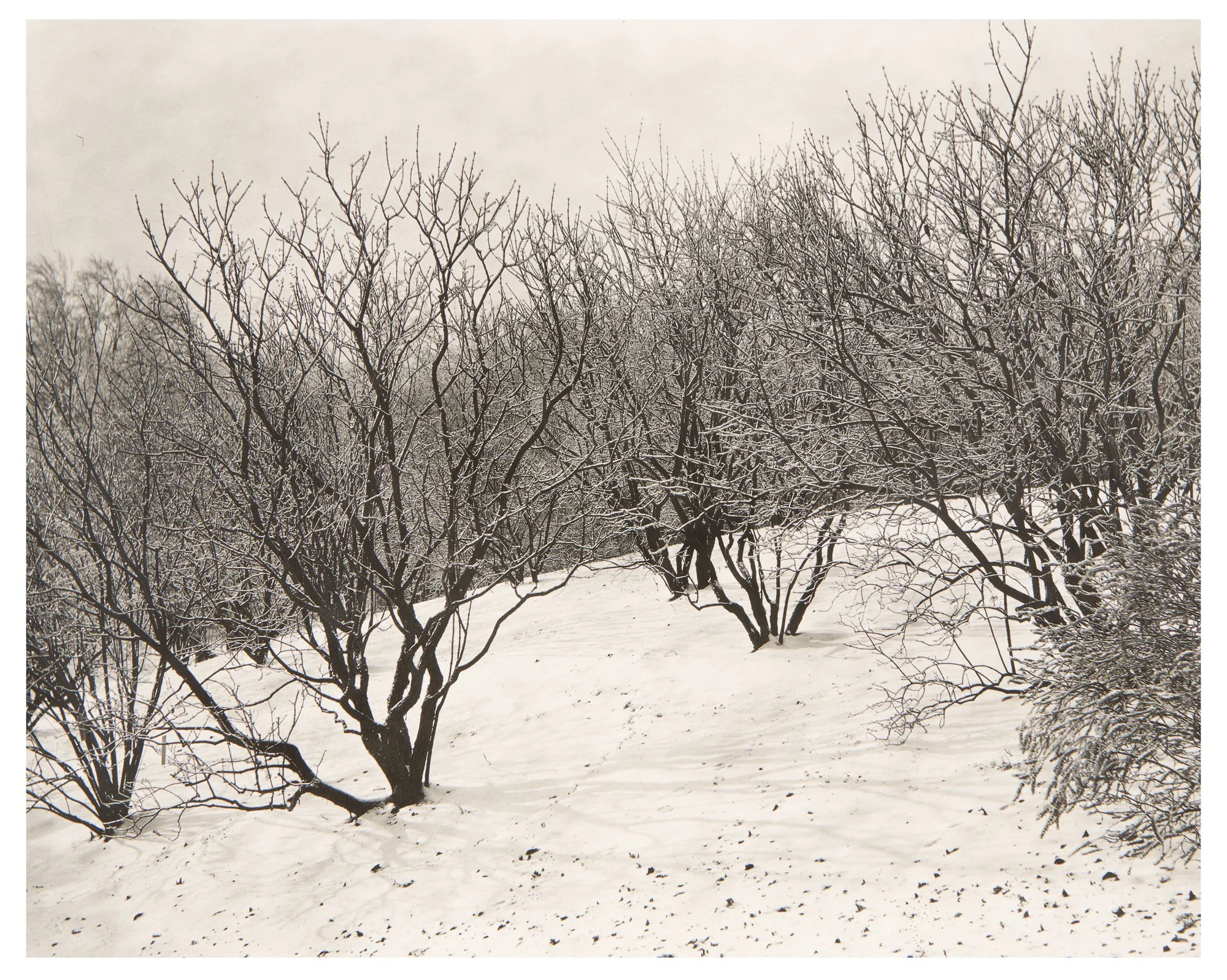 Lilac Collection • Ice Storm