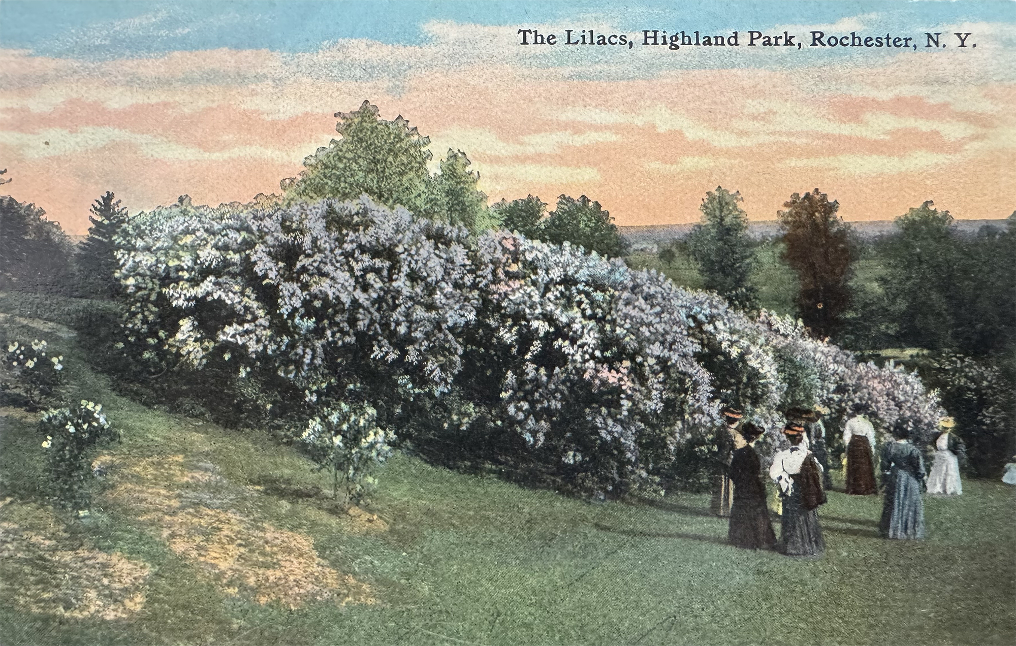 Lilac Collection • c. 1911