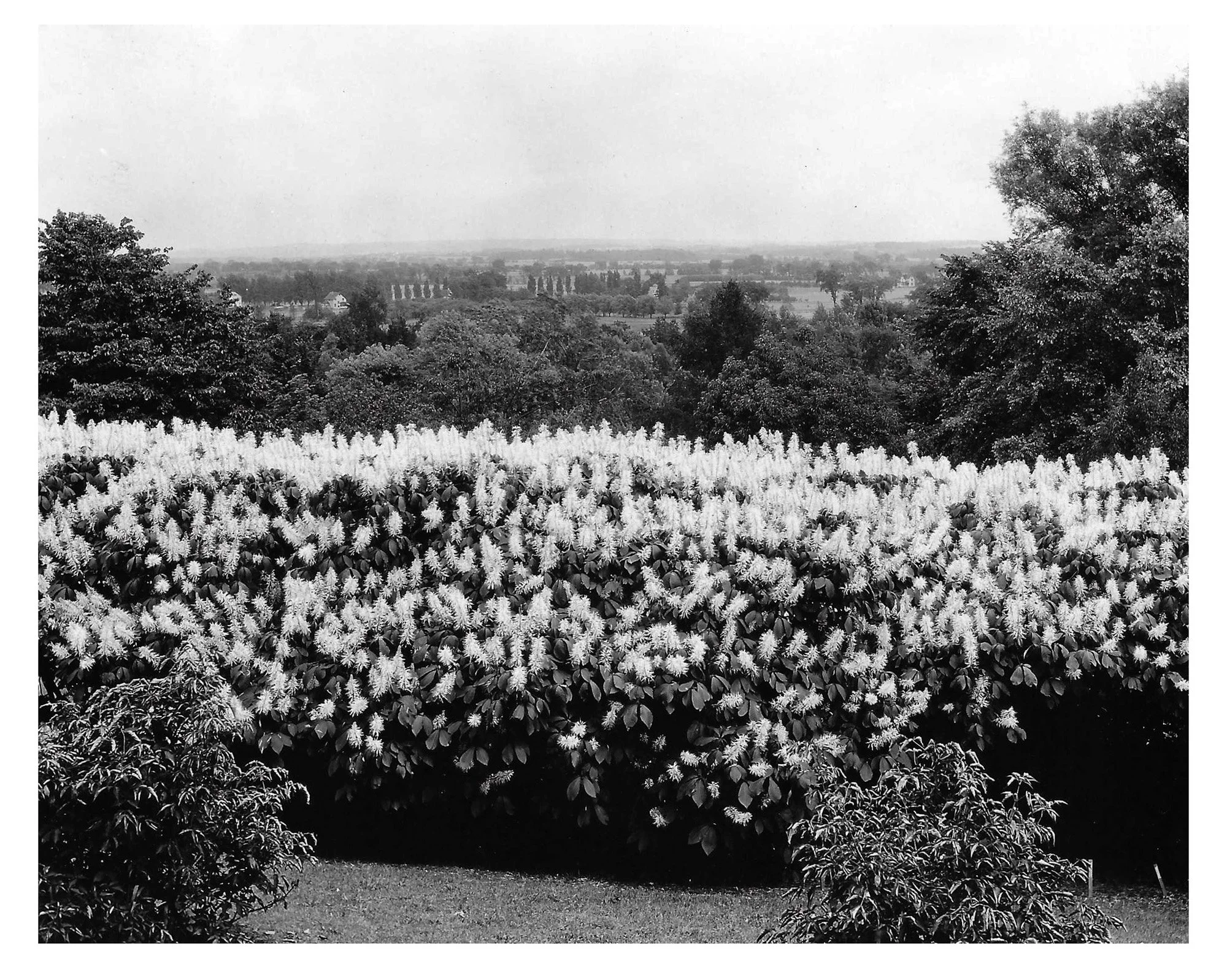 Bottlebrush Buckeye Collection