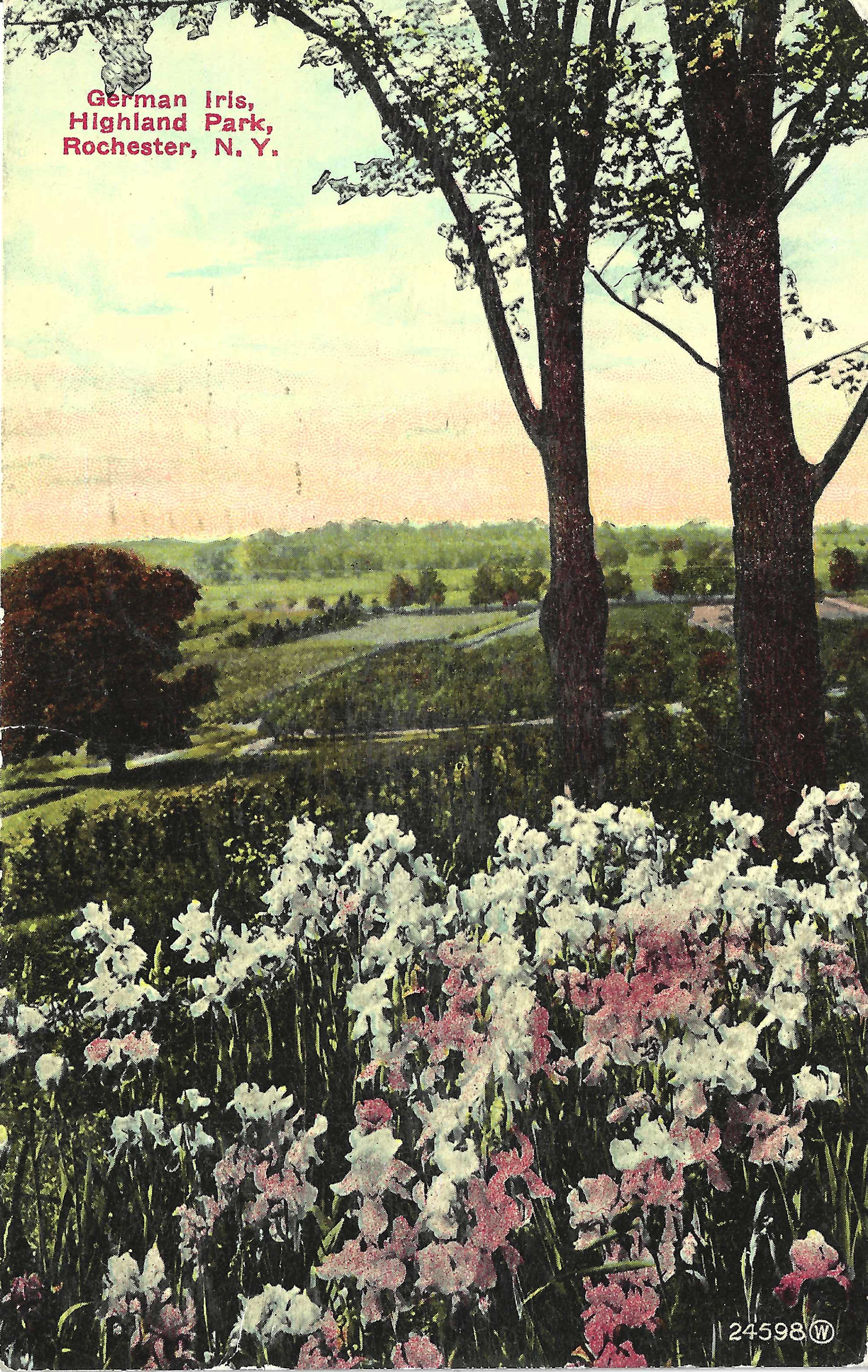 German Iris Display • c. 1912