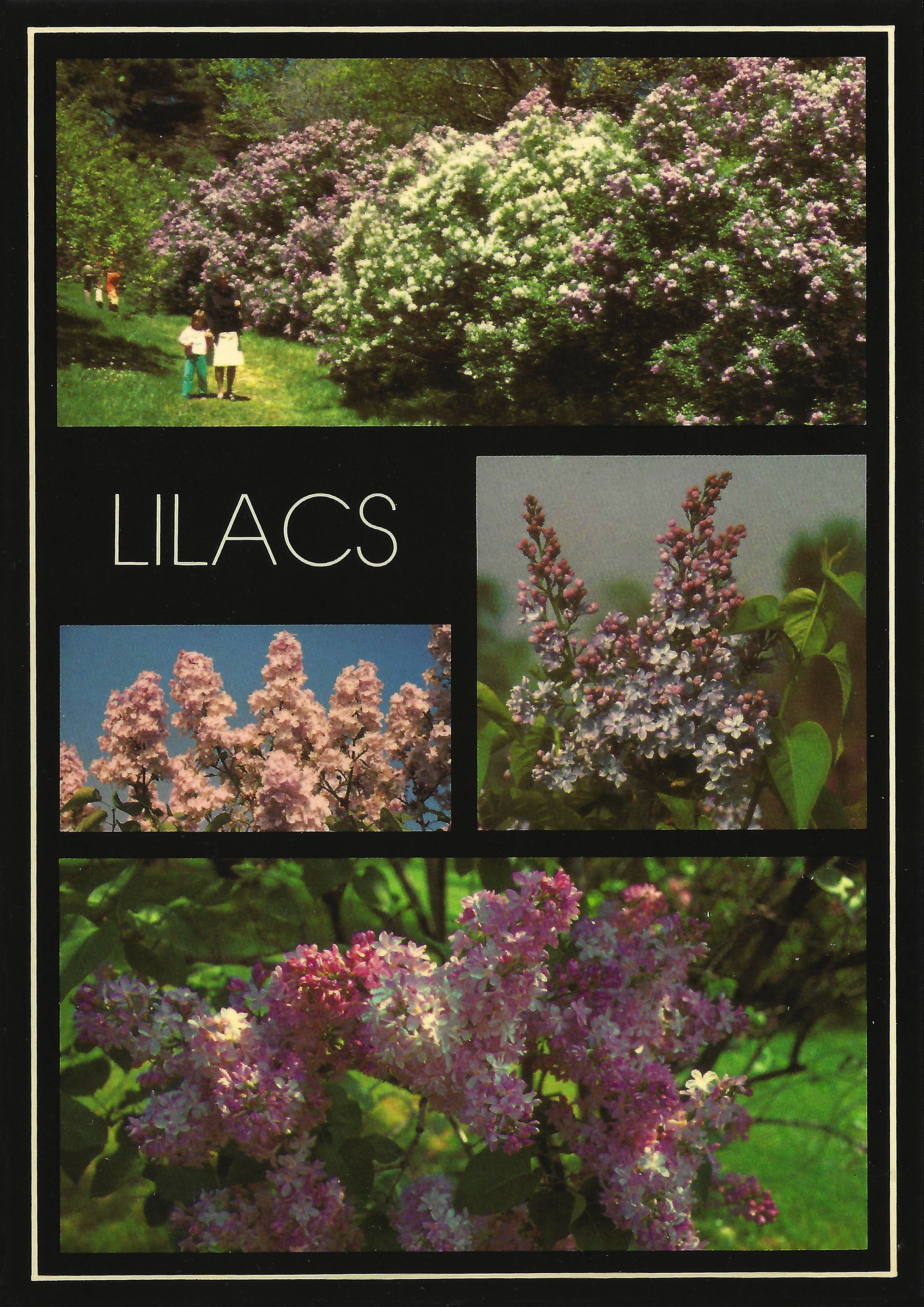 Lilac Time • c. 1960s