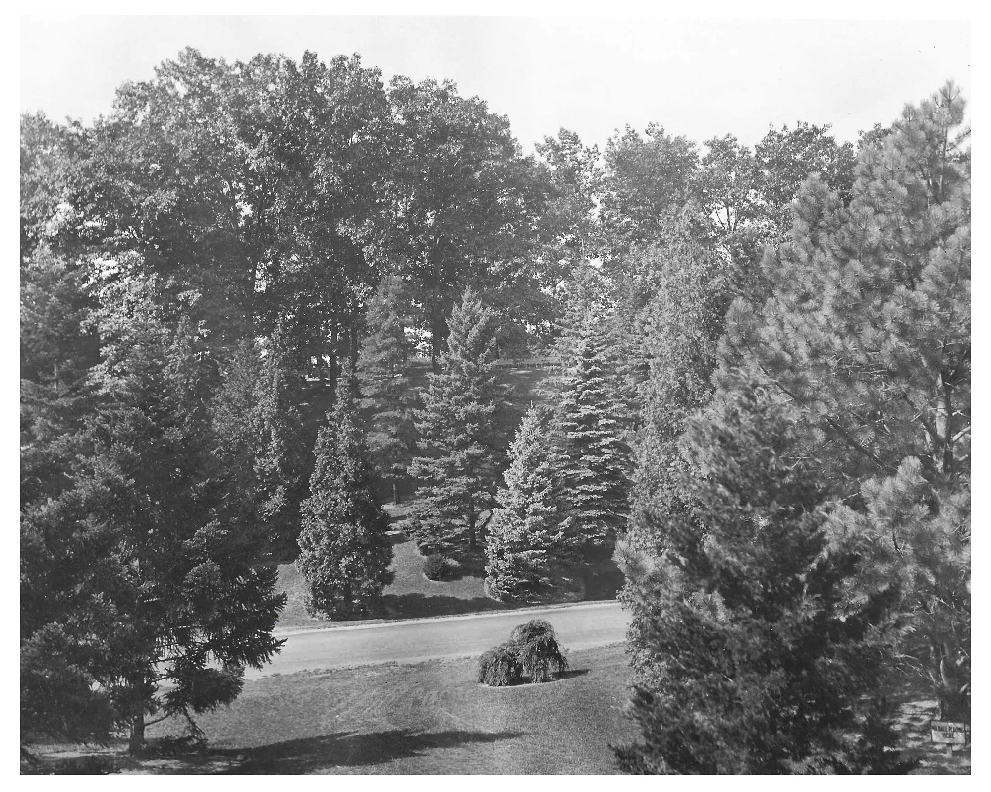 Pinetum