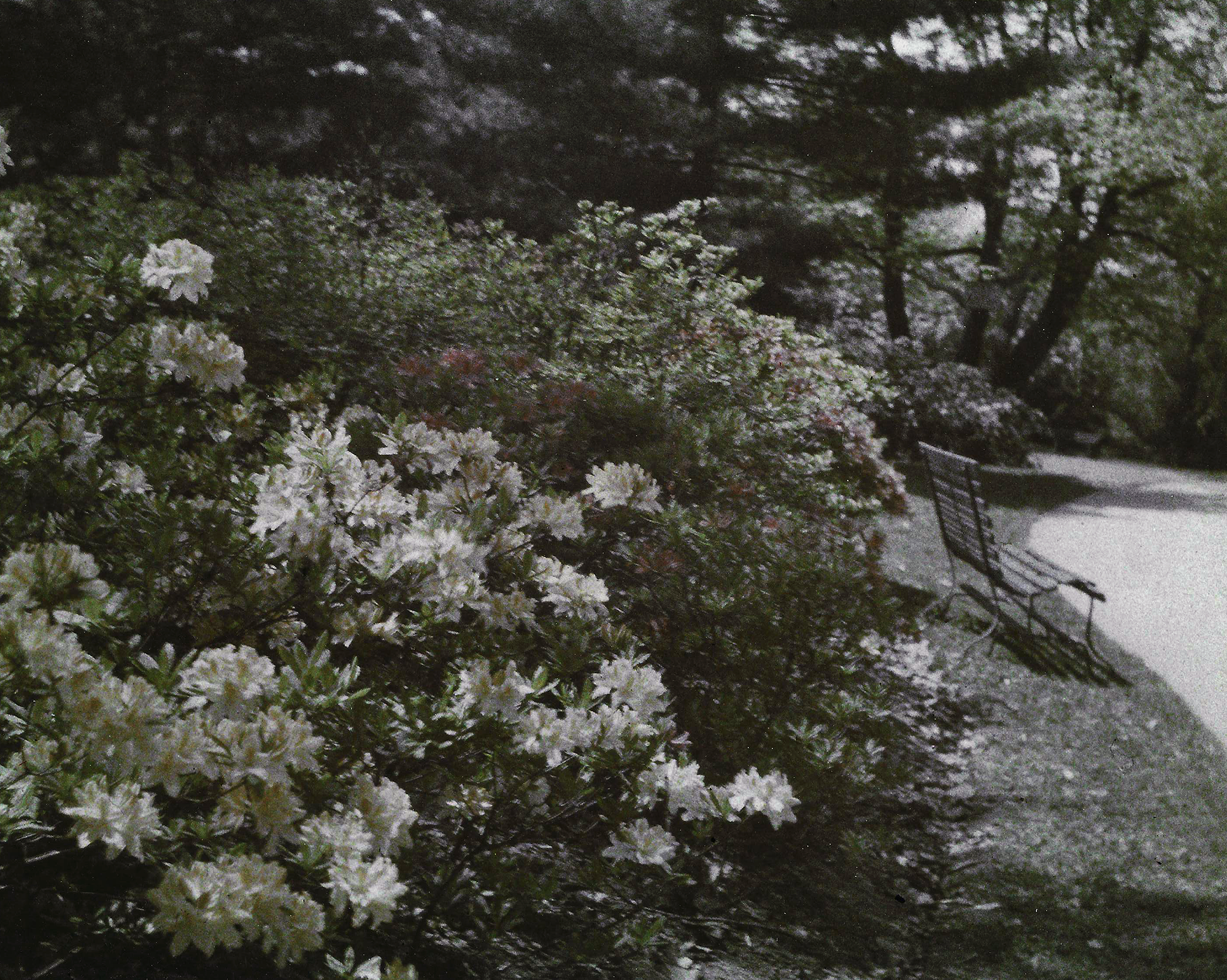 Rhodie Valley