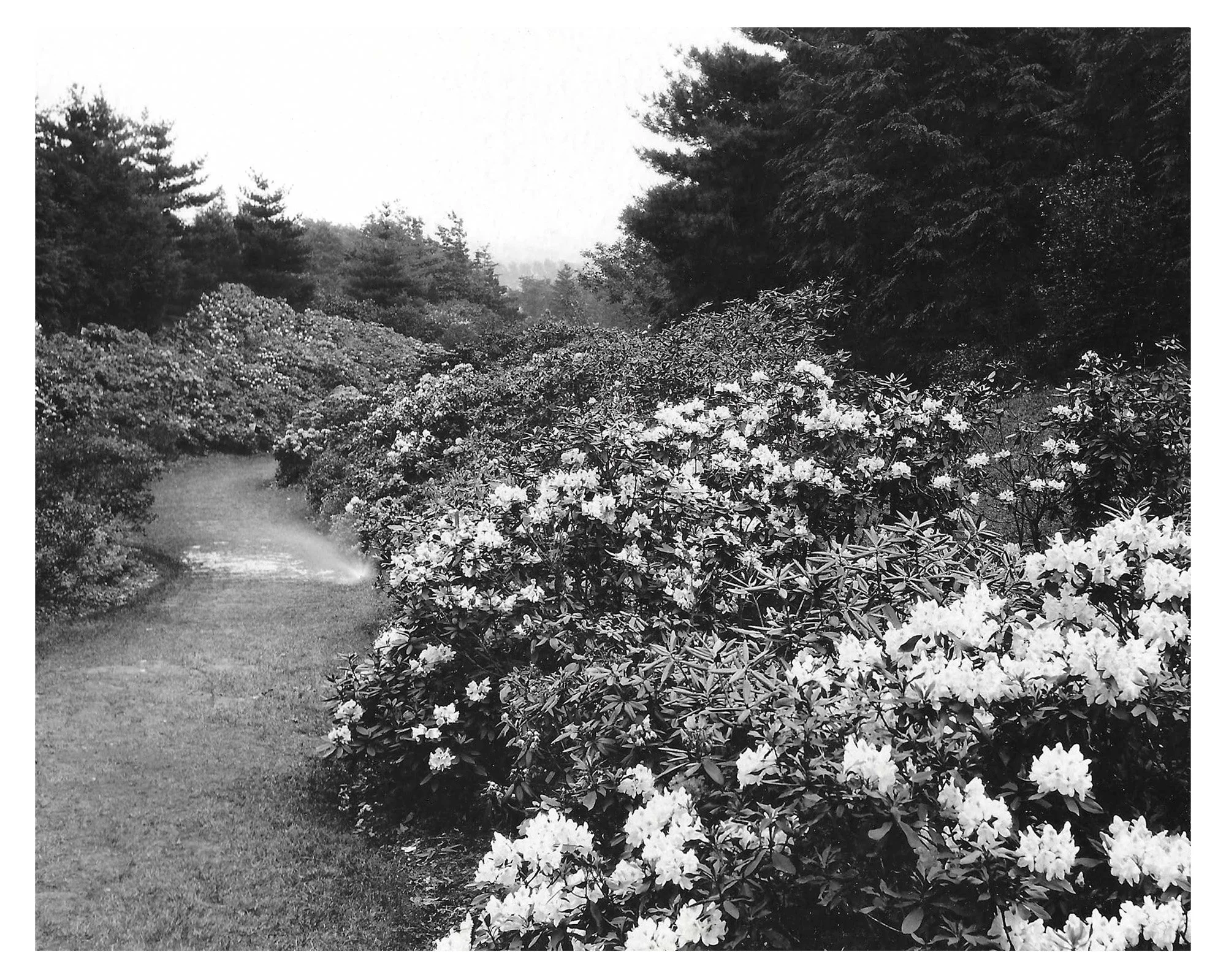 Lower Rhodie Valley