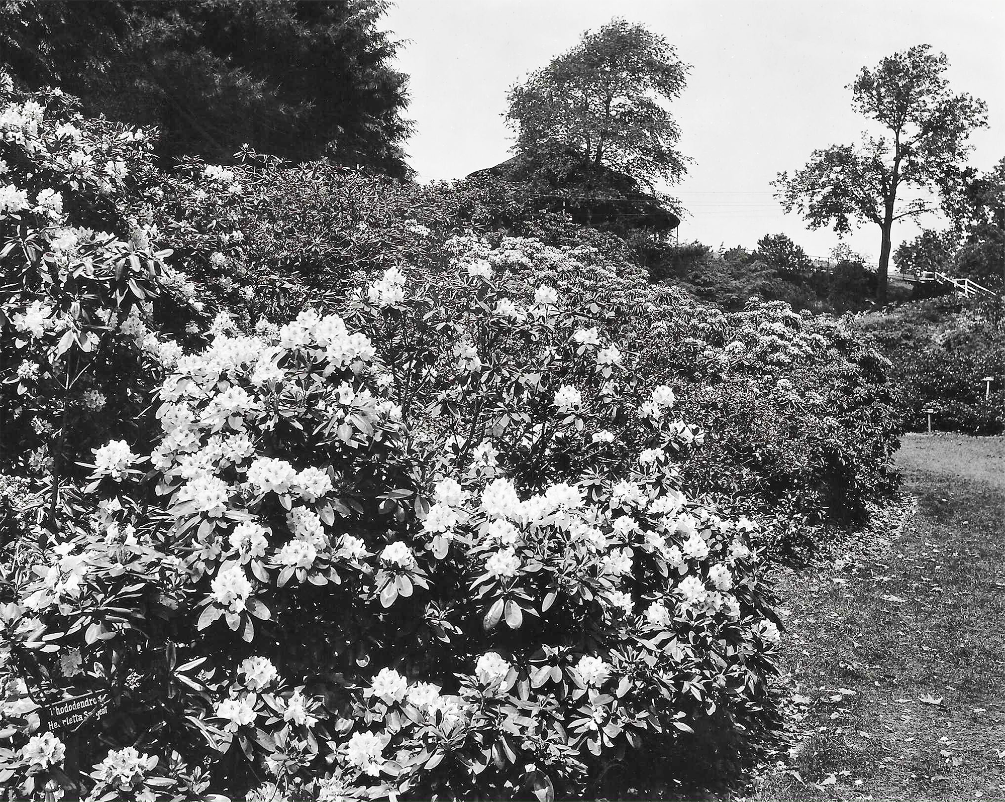 Lower Rhodie Valley