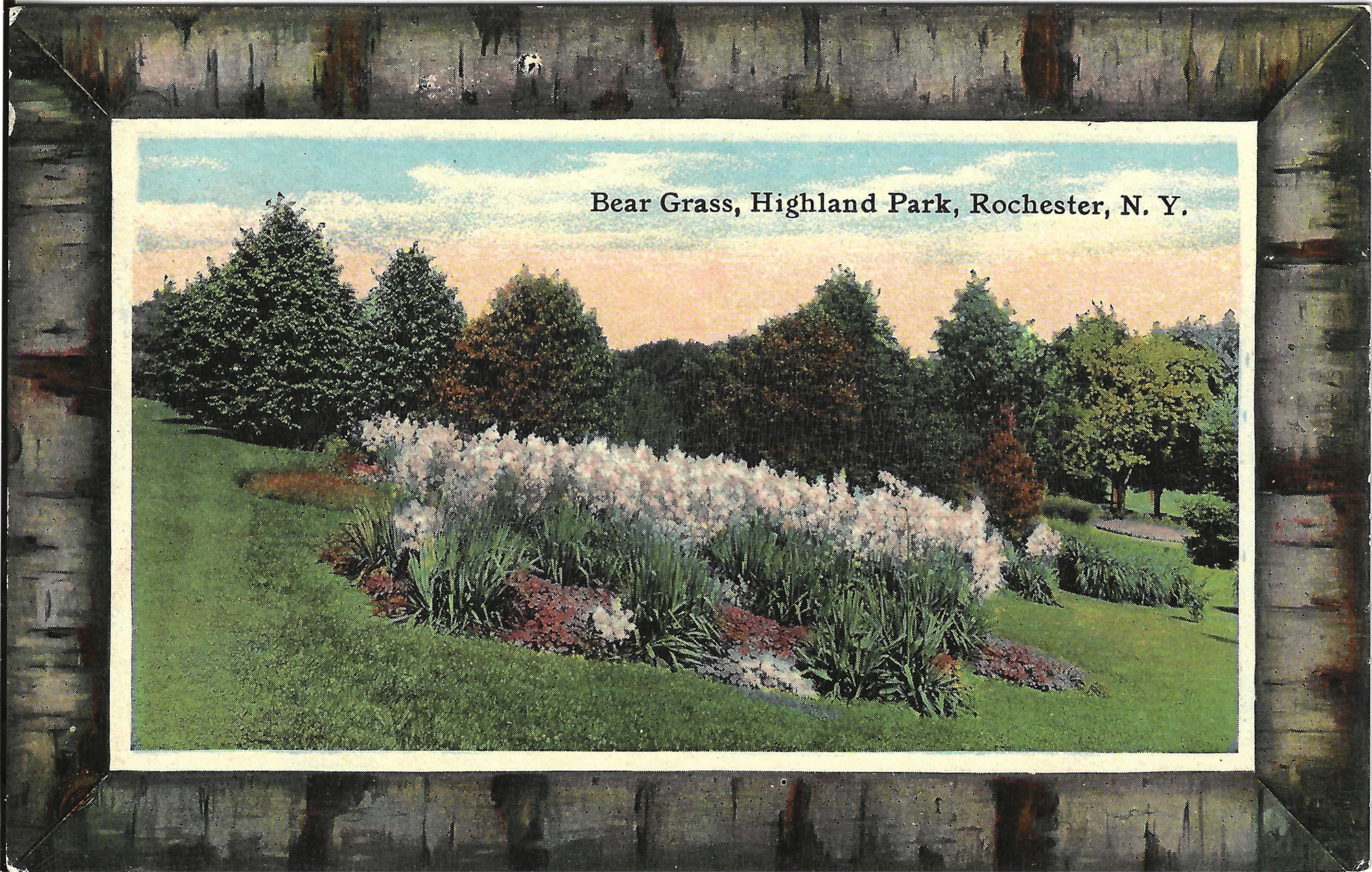 Bear Grass Display • c. 1914