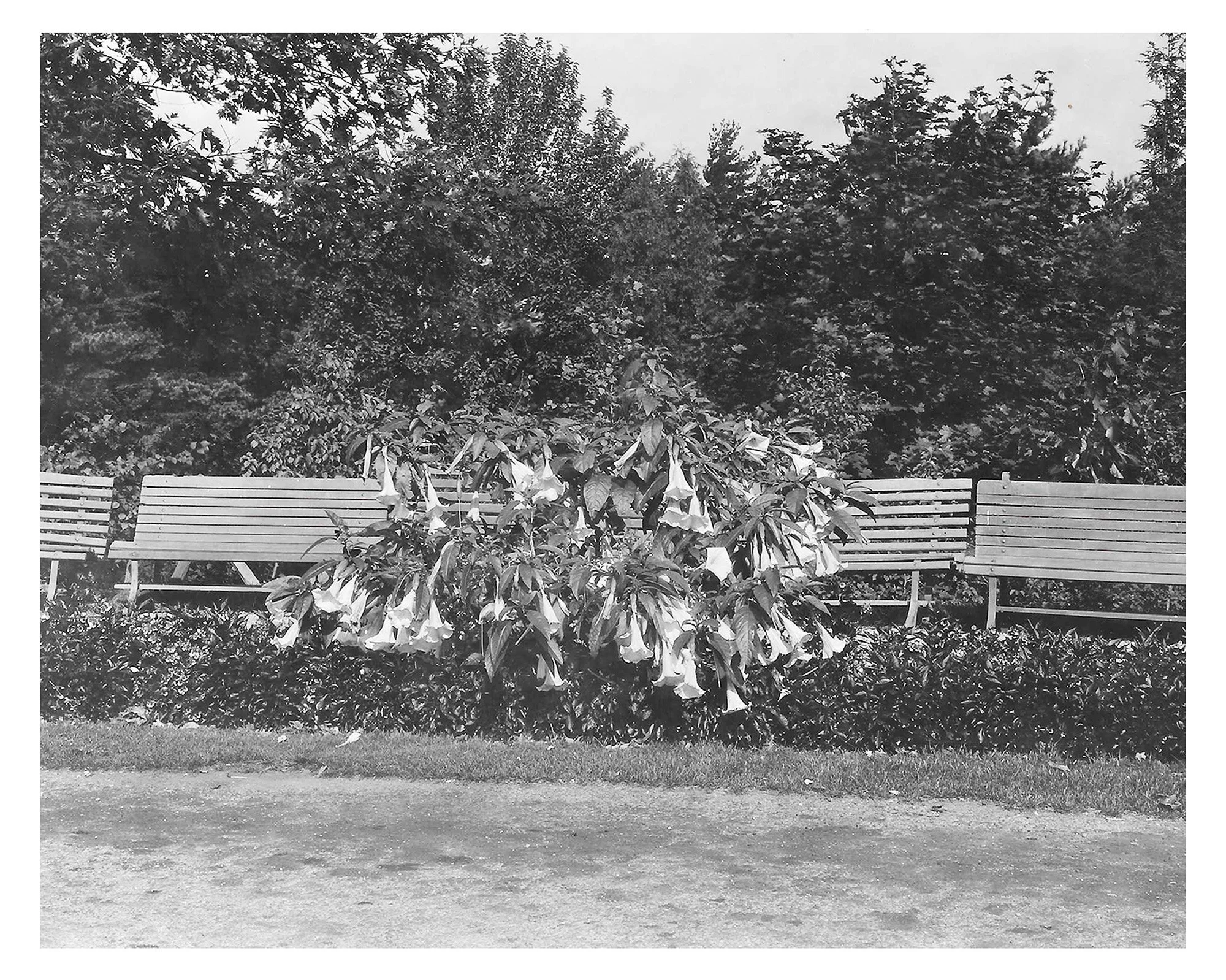 Angel’s Trumpet Display