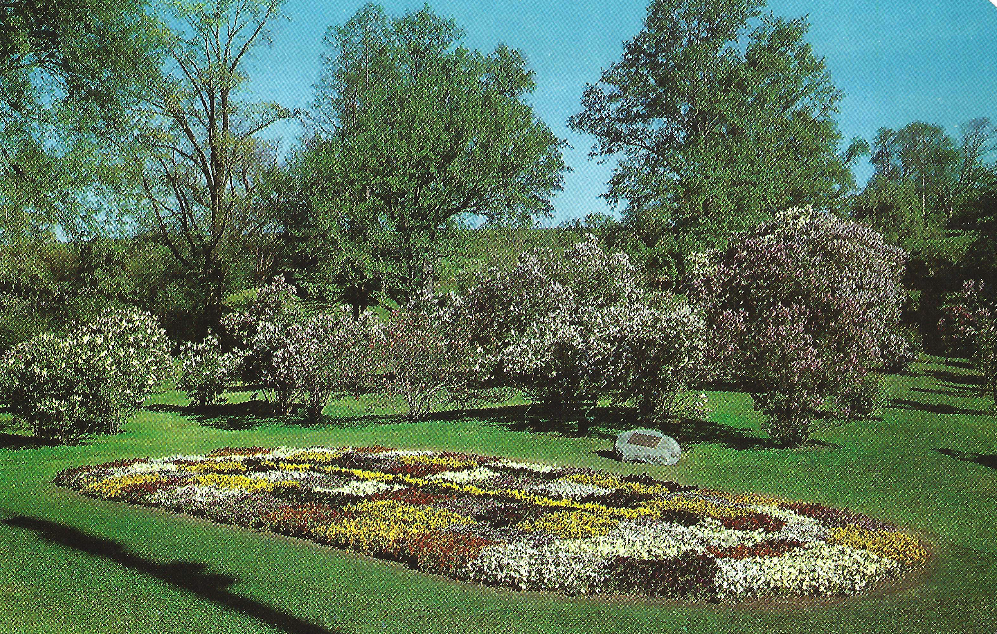 Pansy Bed •&nbsp;c. 1958