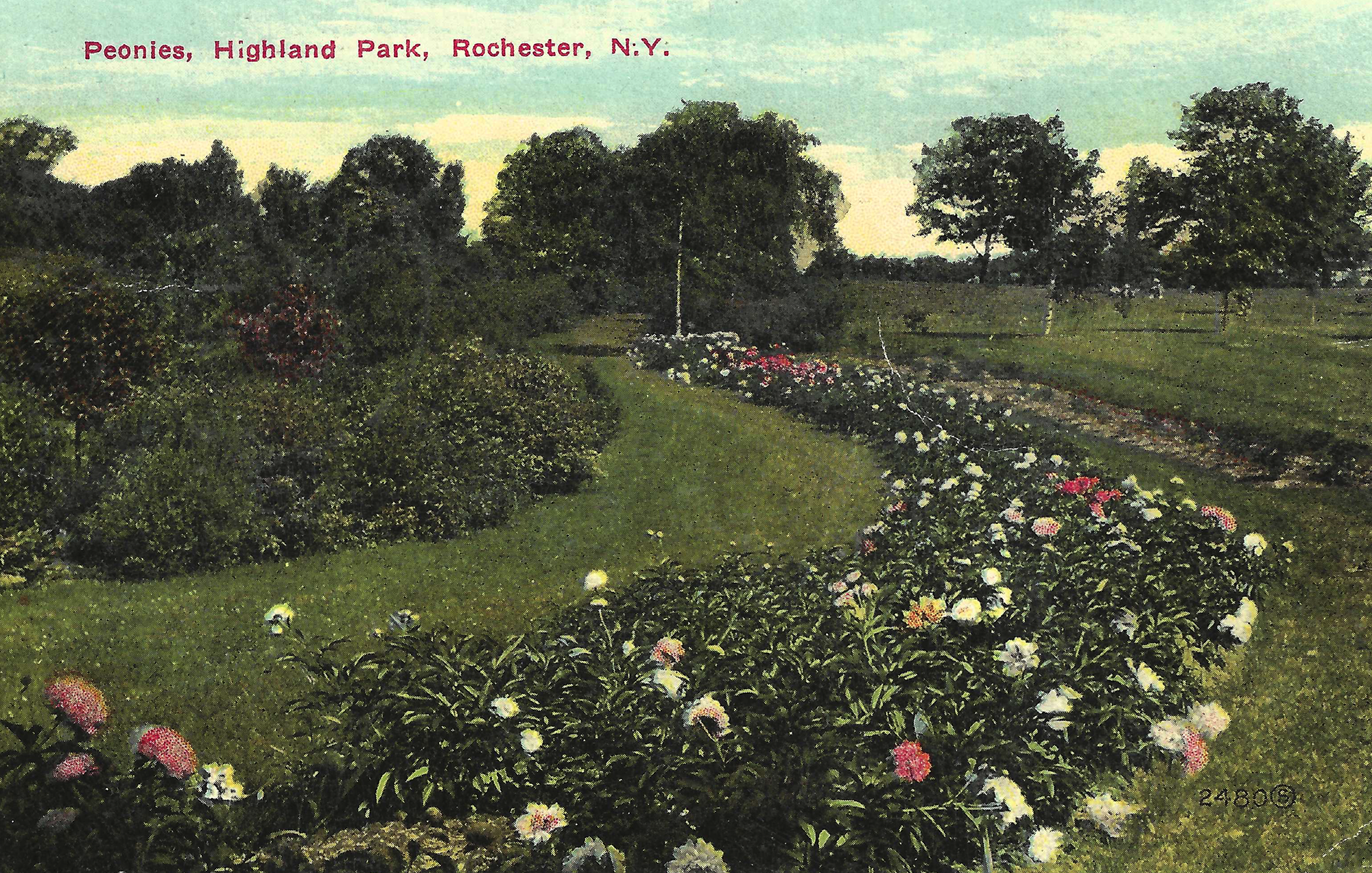 Peony Collection • c. 1911