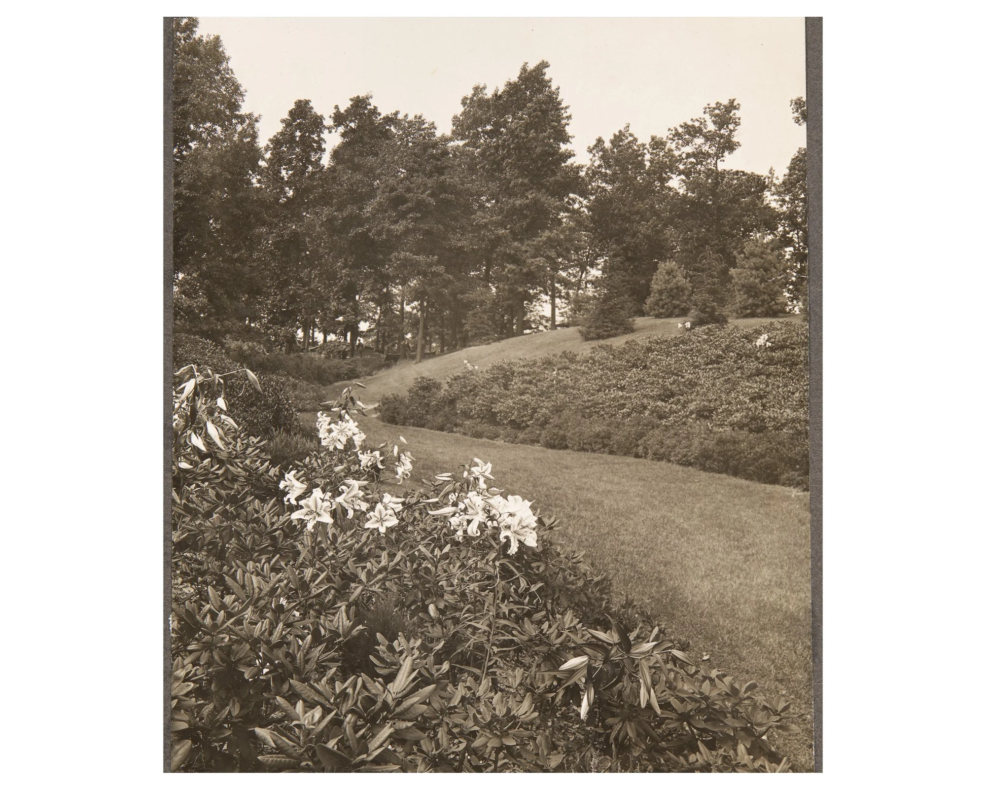 Lower Rhodie Valley • Lilies