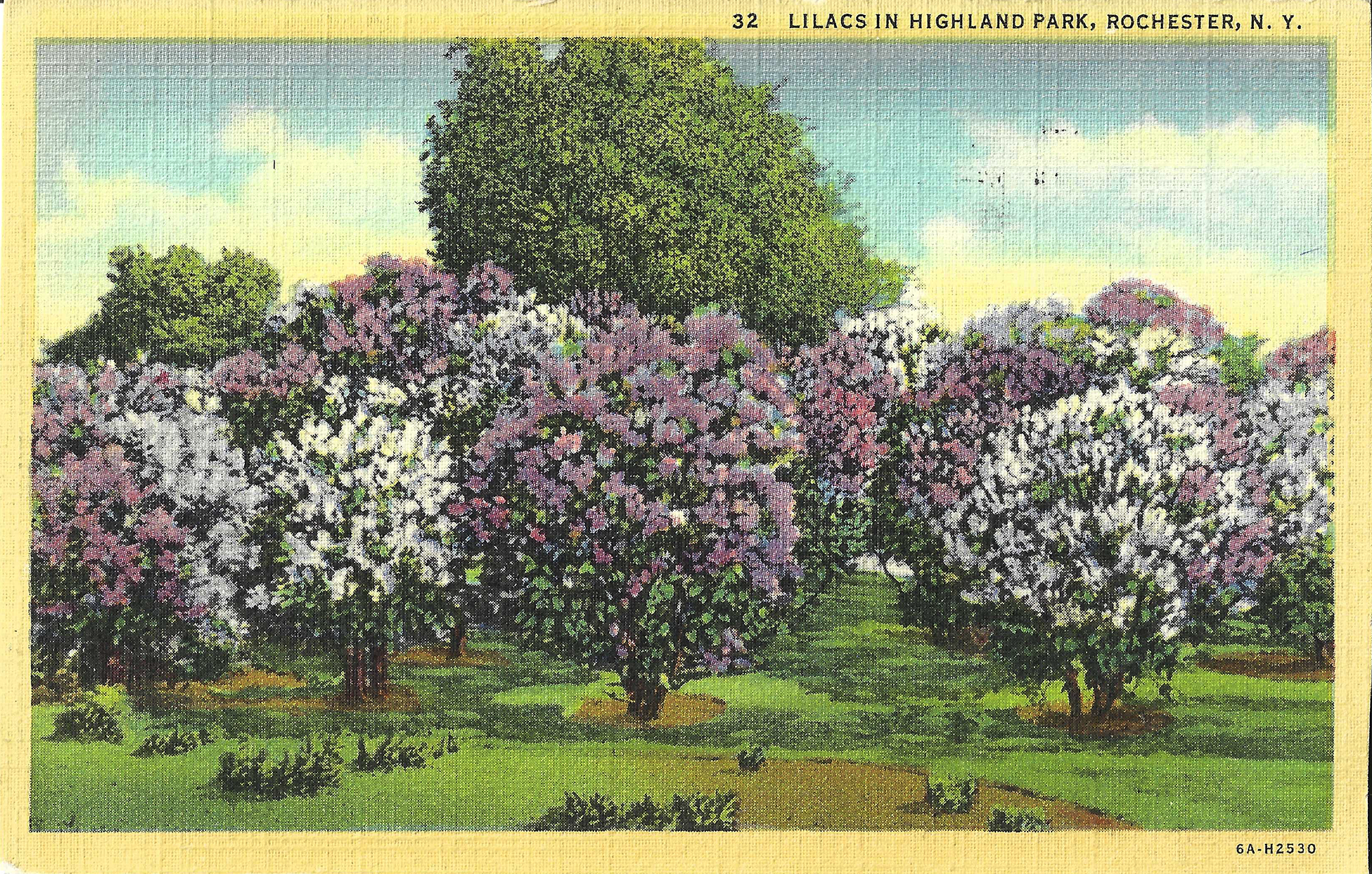 Lilac Collection • c. 1946