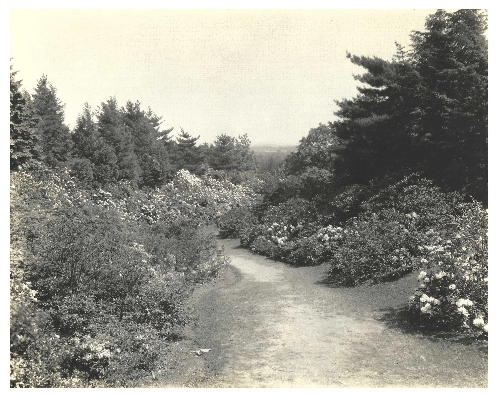Lower Rhodie Valley